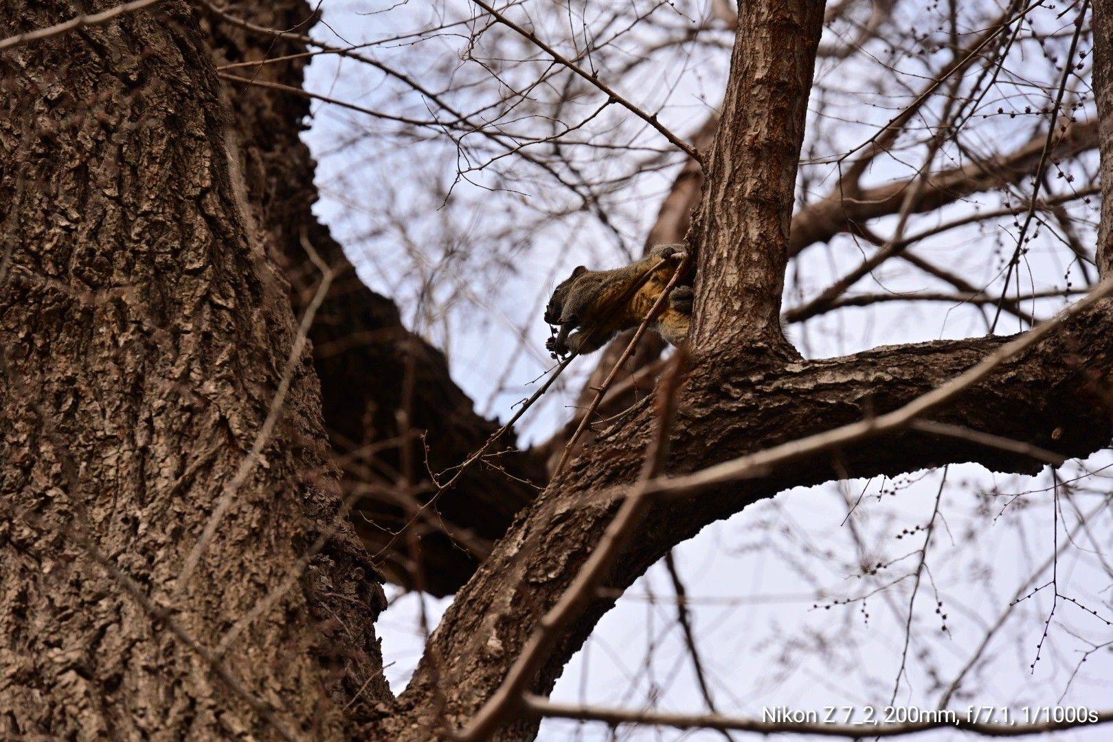  煎蛋  锅中四黄  热油翻炒  _2