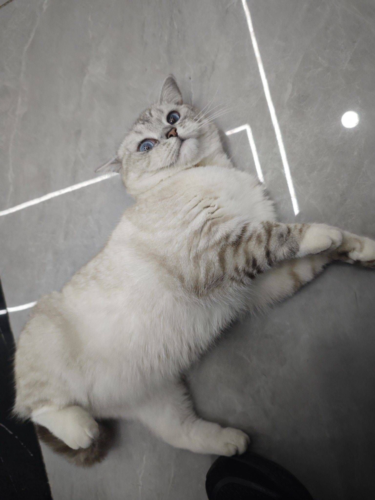 下班后有个猫咪陪伴