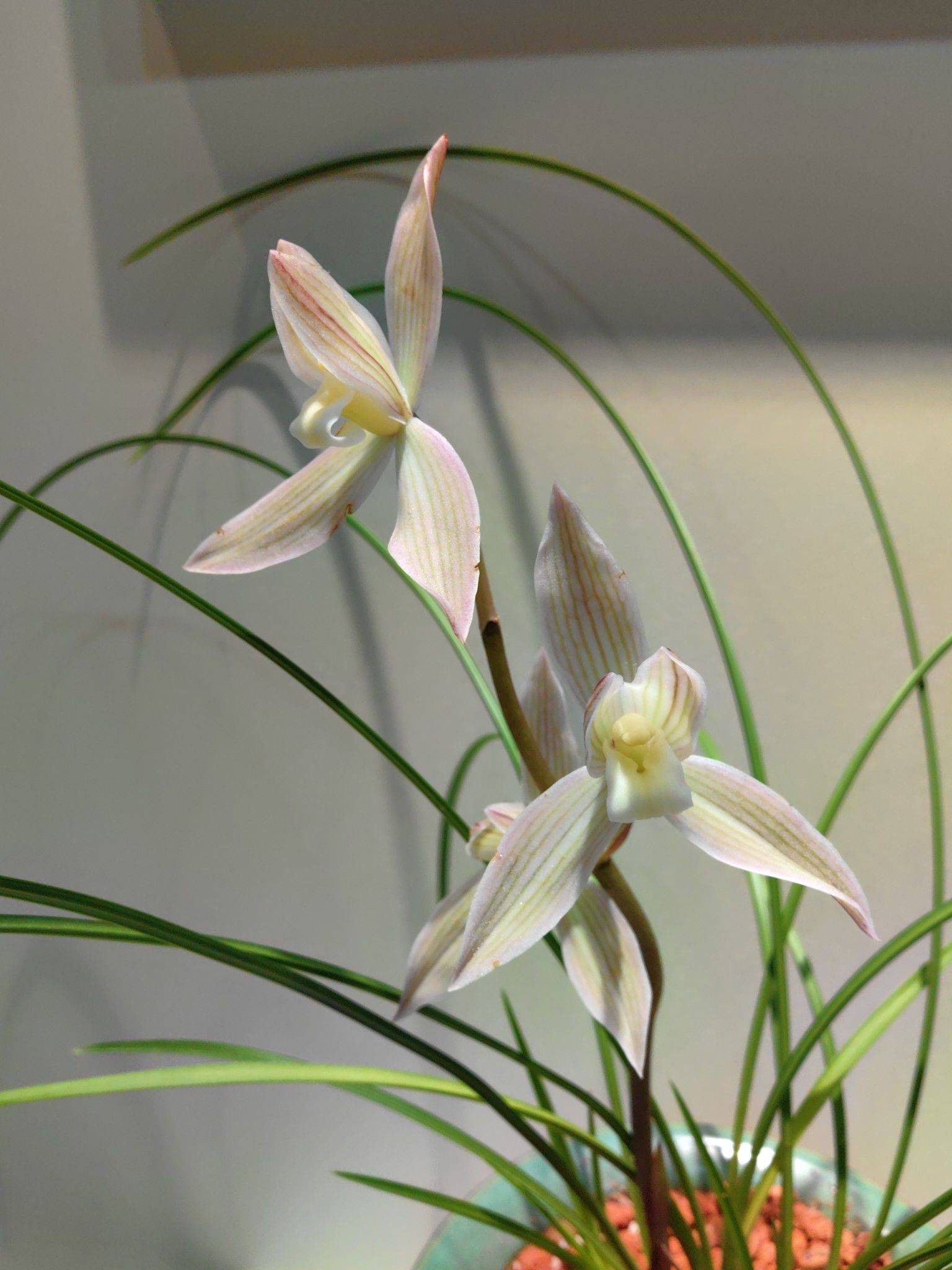 花影轻摇春又来