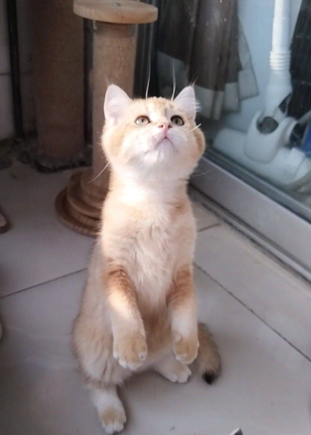 自家繁育的猫仔有偿领养_1
