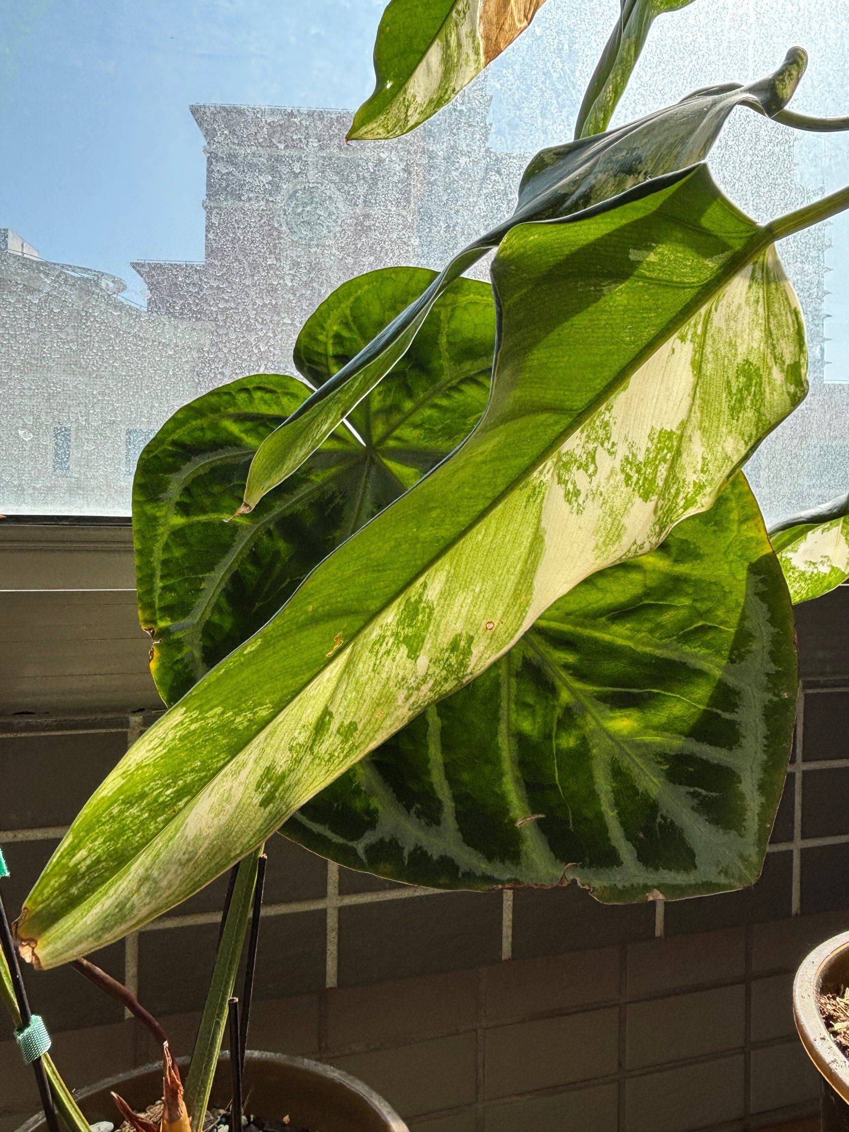 在上海月租2k+,我找到了实习生的乌托邦_1