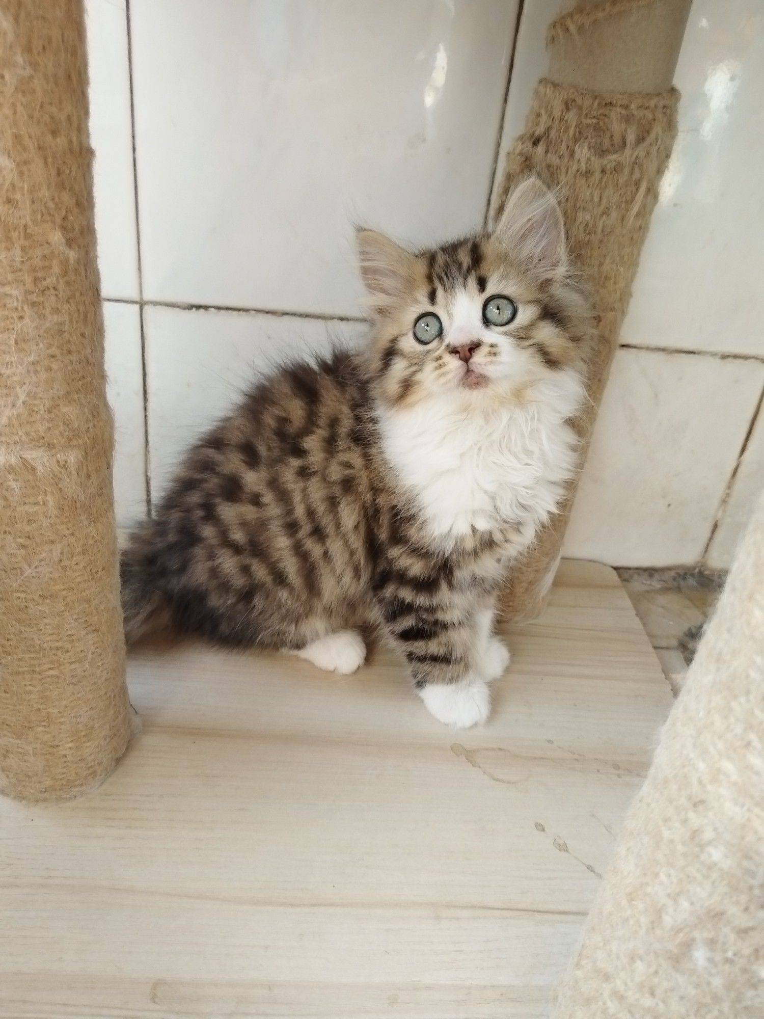 自家繁育的猫仔有偿领养_2