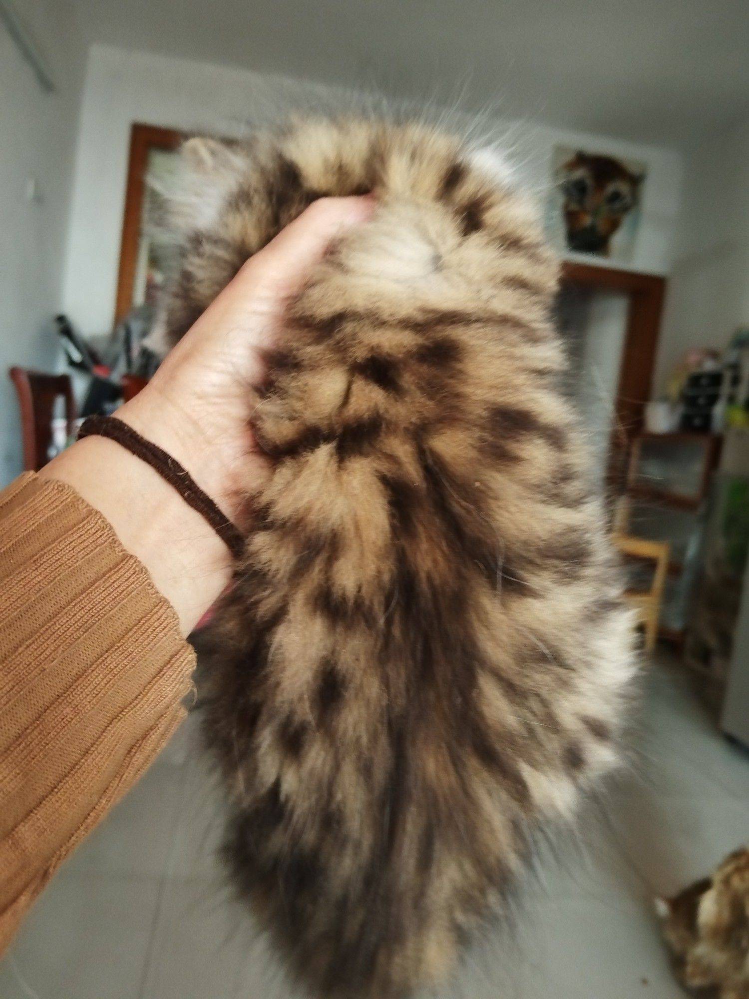 自家繁育的猫仔有偿领养_3