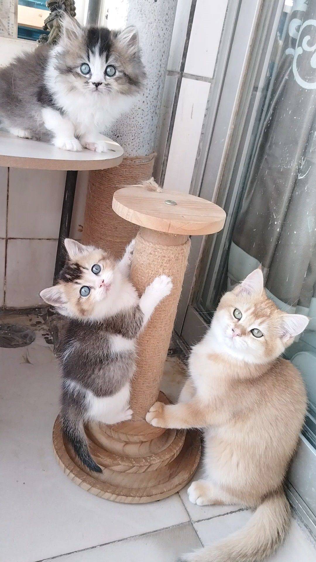 自家繁育的猫仔有偿领养