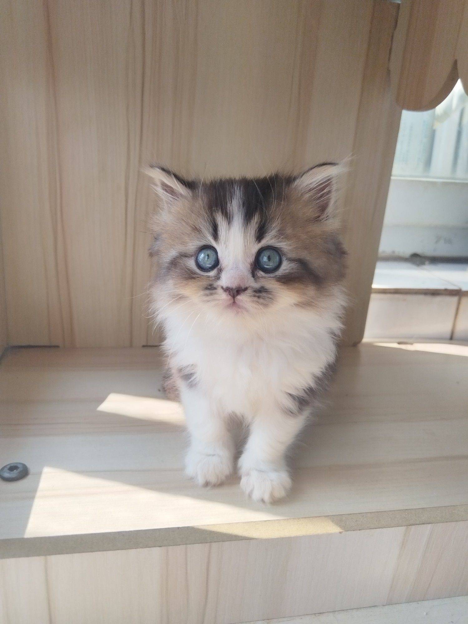 自家繁育的猫仔有偿领养_4