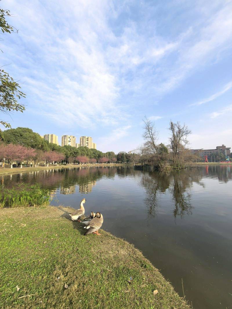 湖畔、暖阳、鹅鹅,还有满树的桃花开🌿