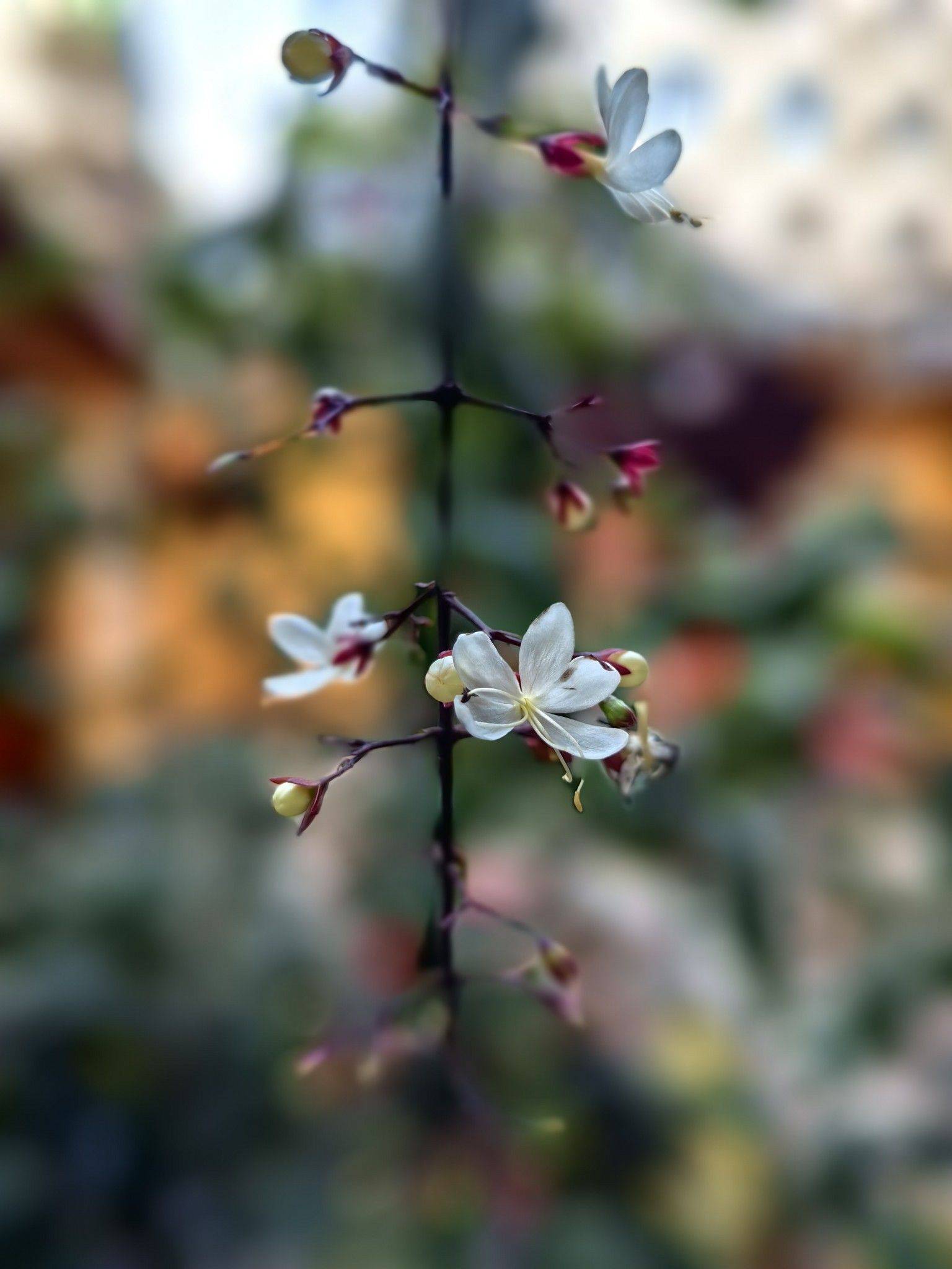 家附近的古寺～福州北禅寺_2