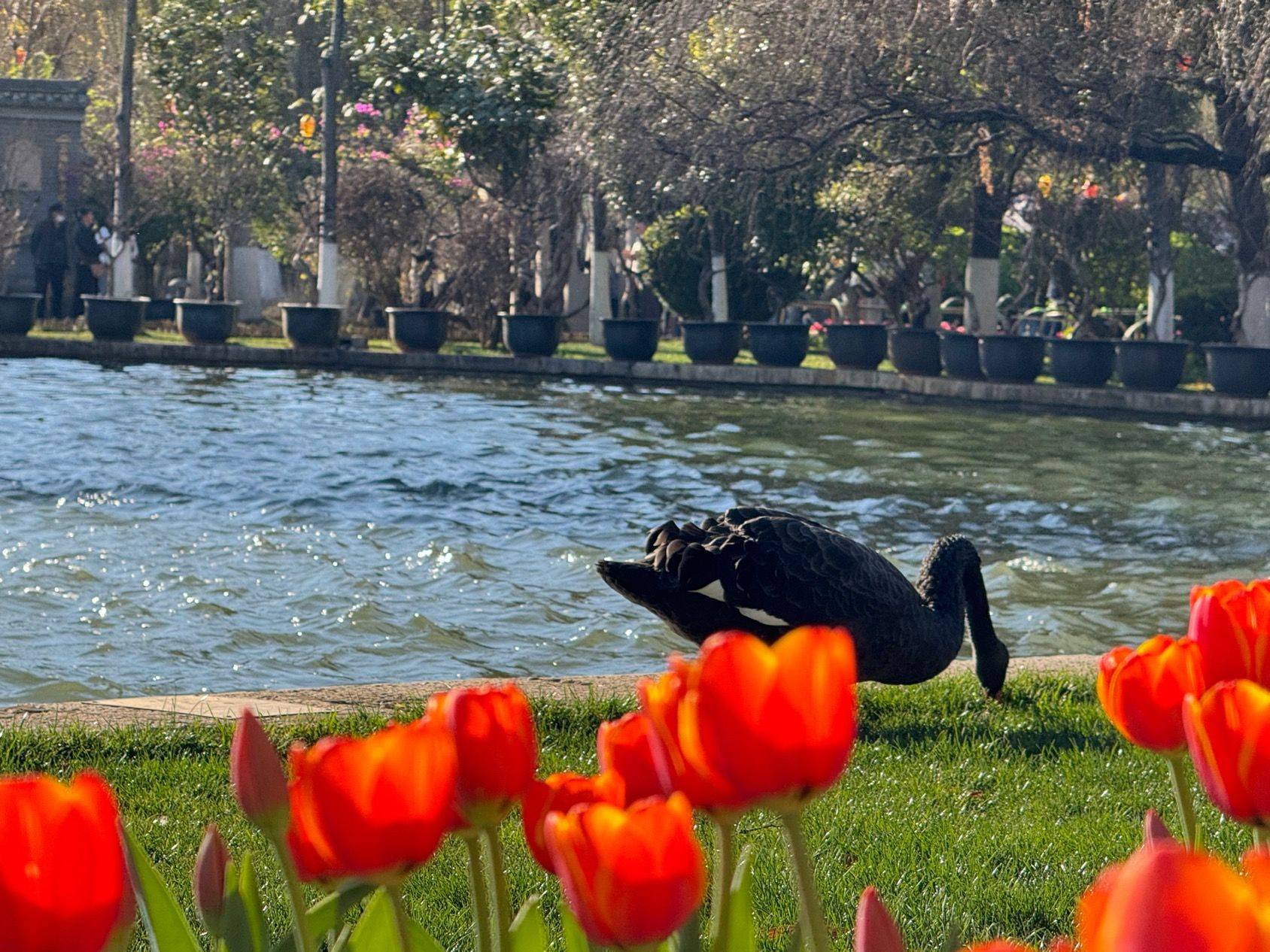 翠湖的浪漫 春日限定  花开正艳  _4