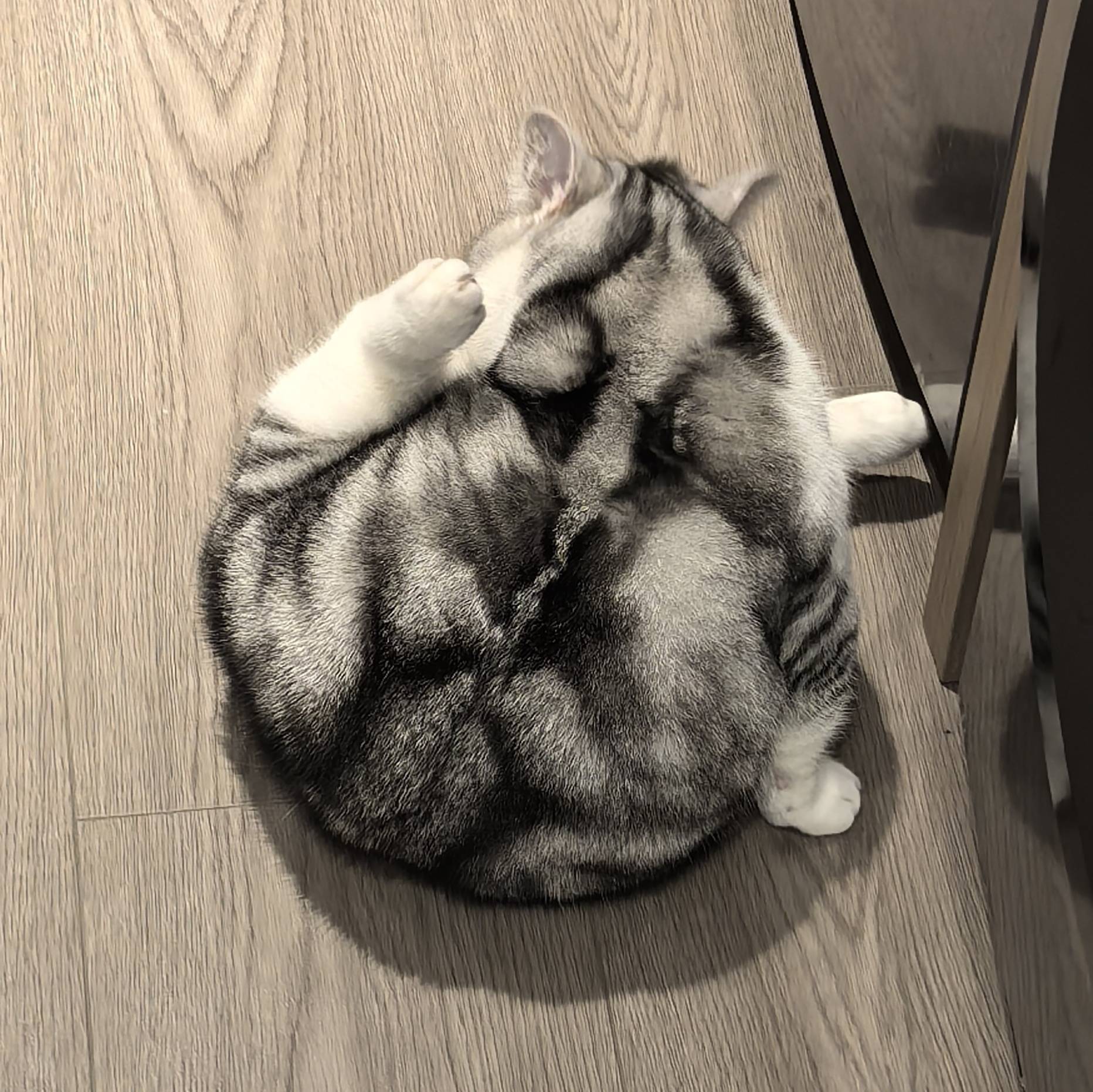 胖胖小猫咪 猫咪  蜷缩  打盹 