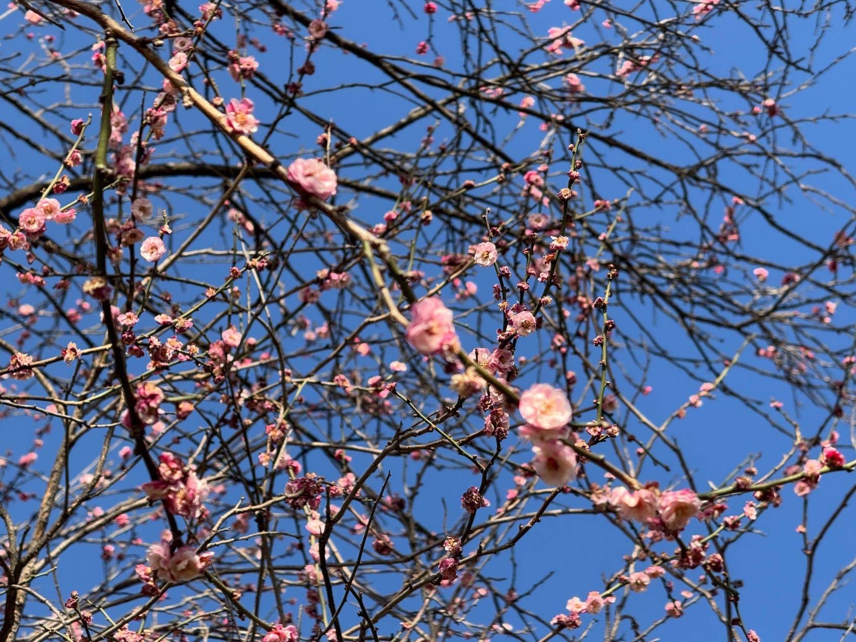 翠湖的浪漫 春日限定  花开正艳  _3