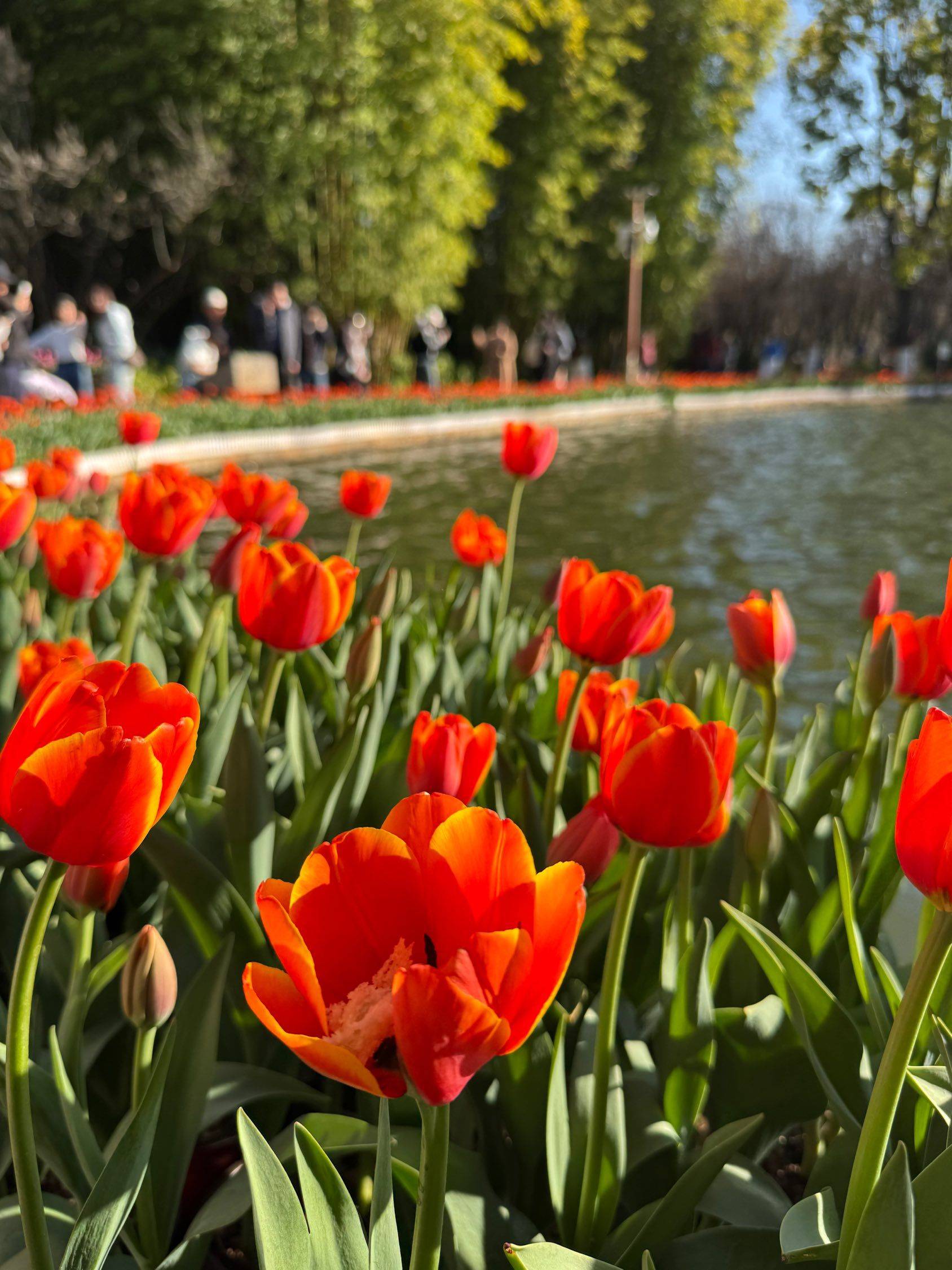 翠湖的浪漫 春日限定  花开正艳  _2