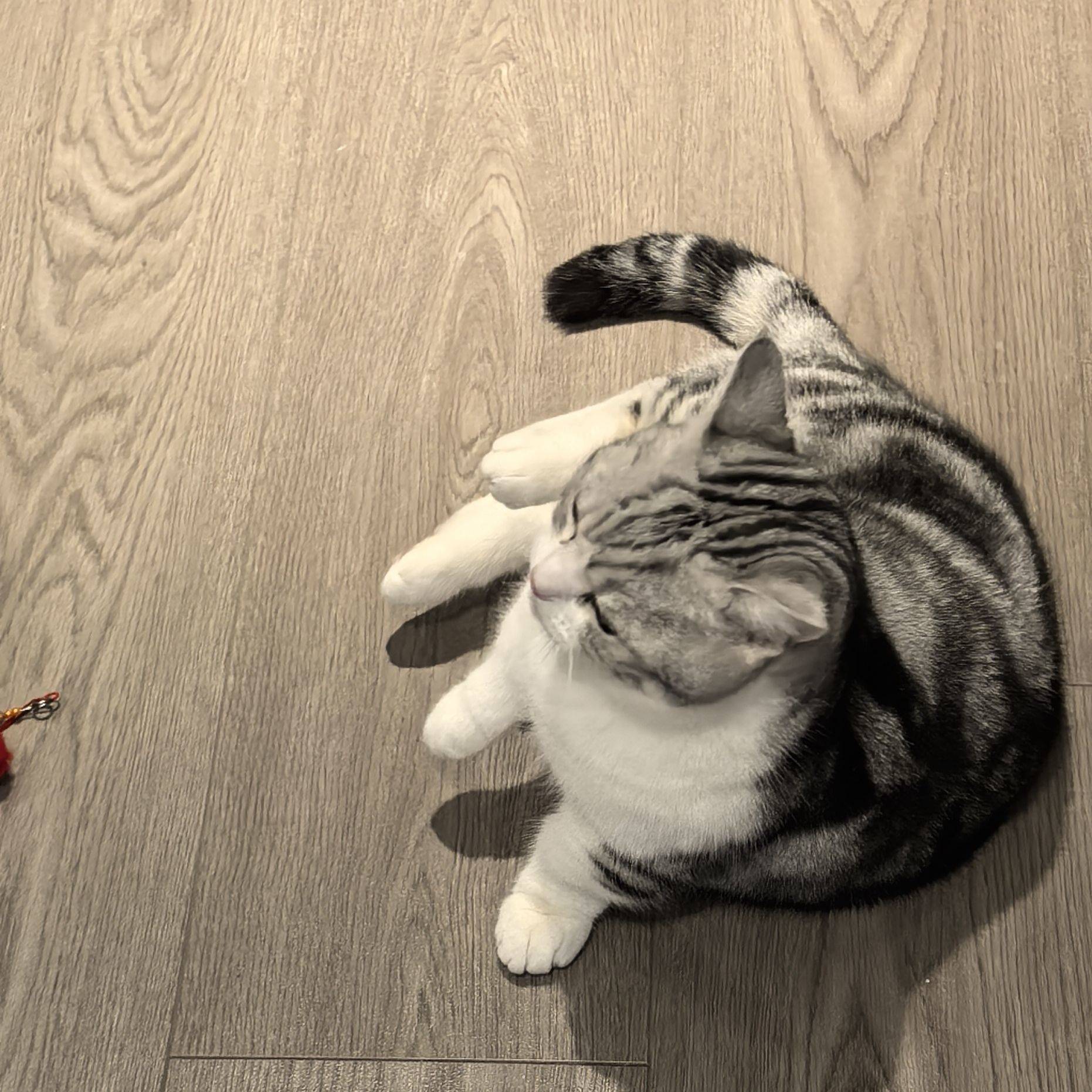 胖胖小猫咪 猫咪  蜷缩  打盹 _1