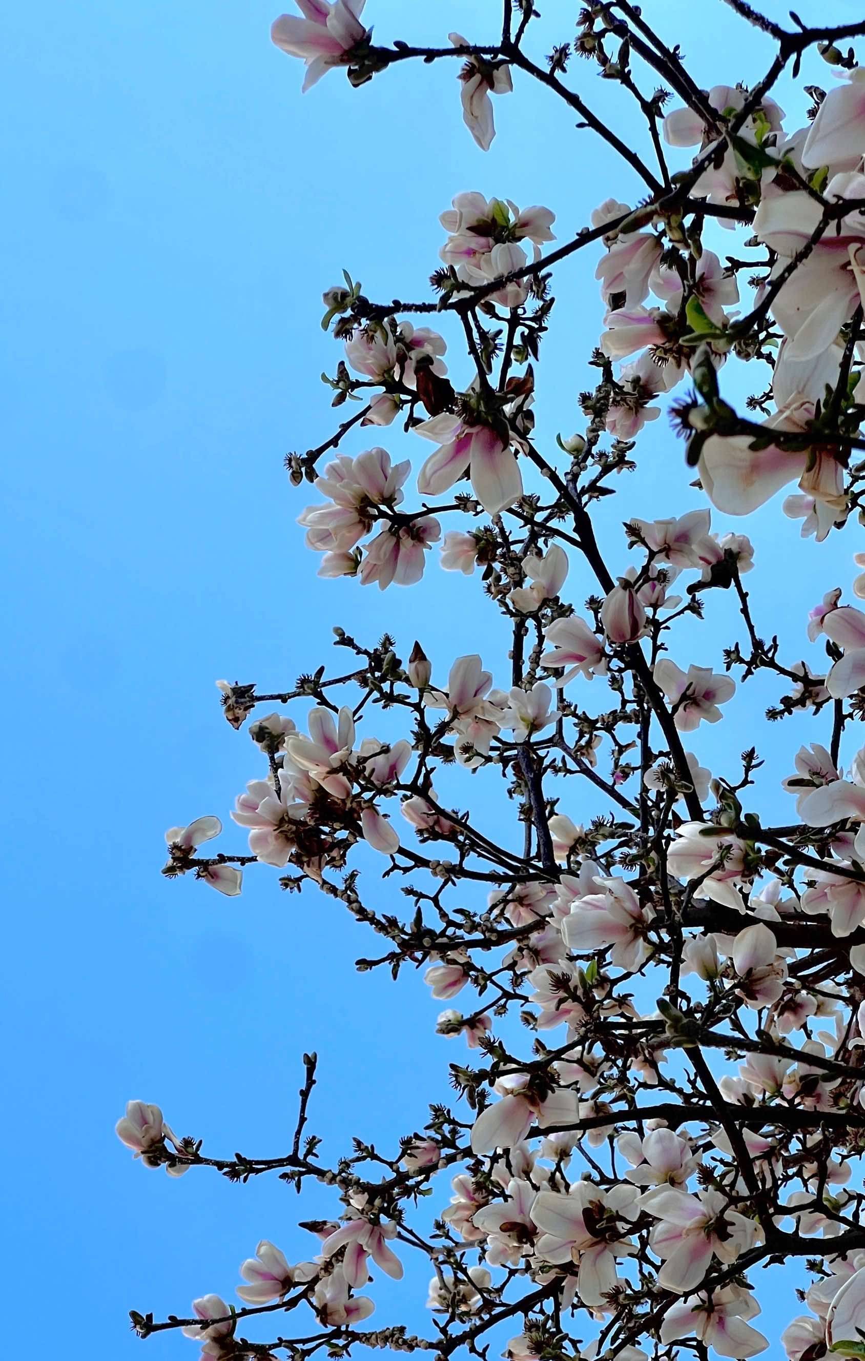 喜欢昆明，喜欢昆明的花