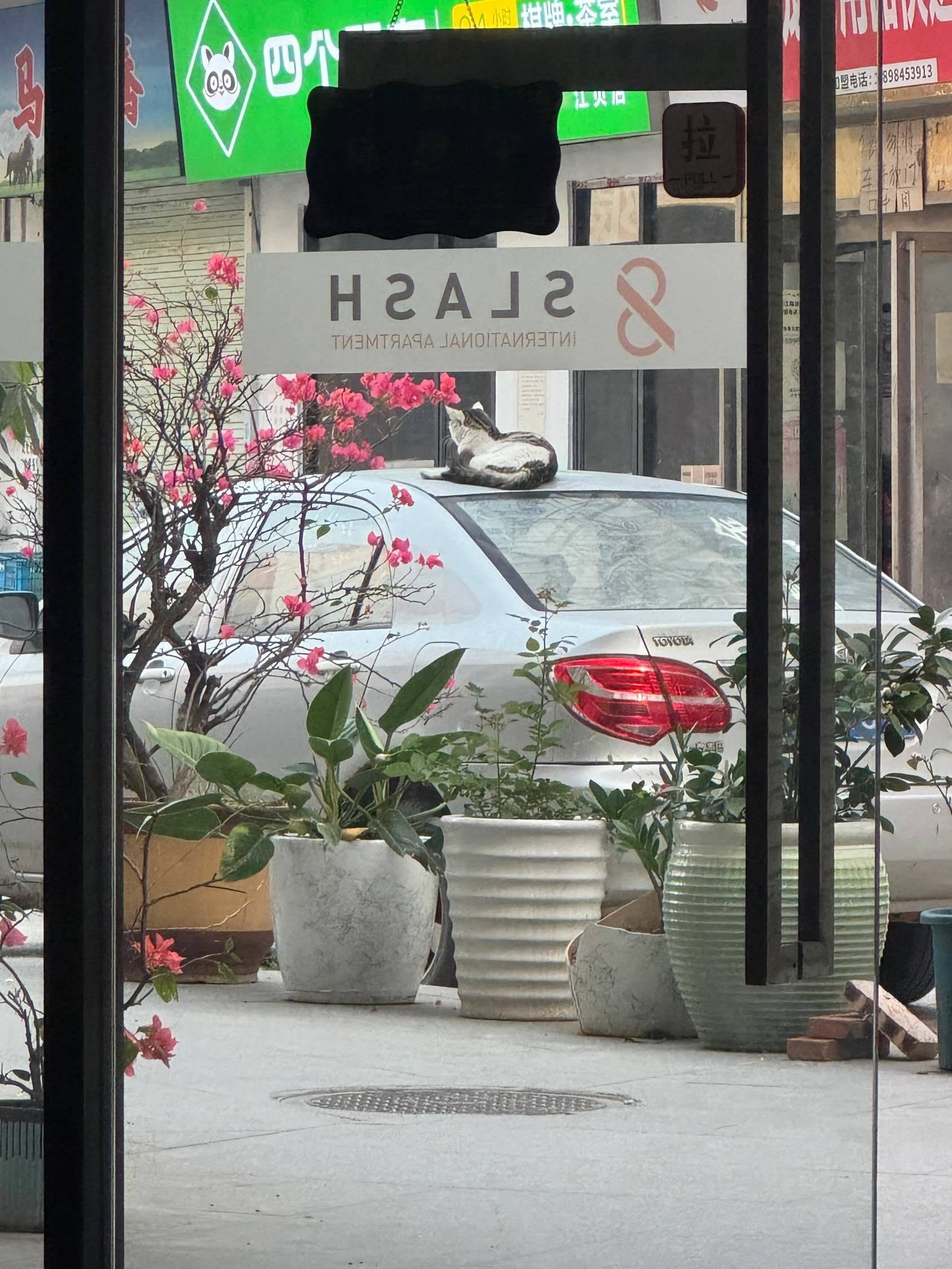 上班时的忙里偷闲～ 萌宠日常  一杯_1