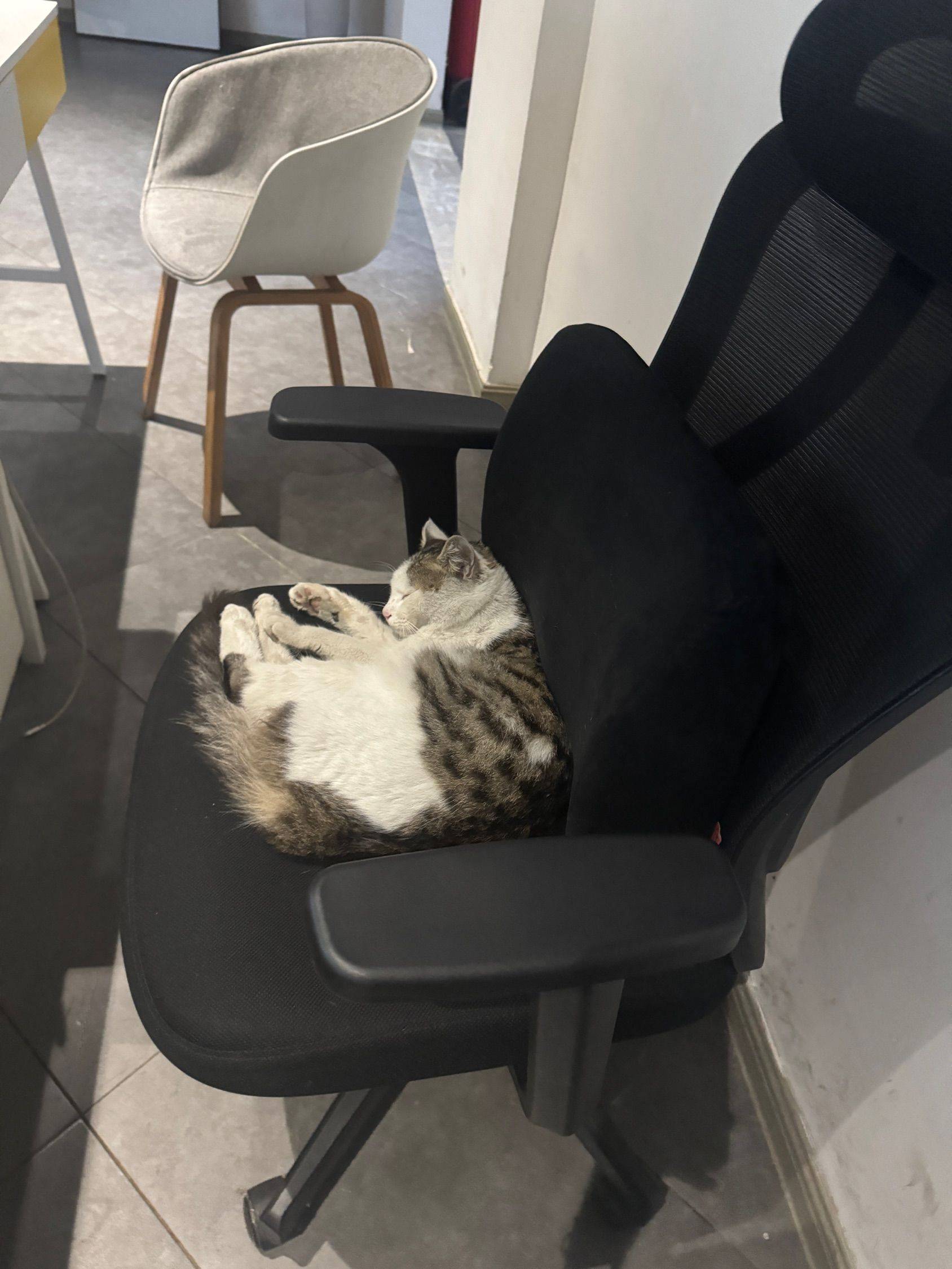 上班时的忙里偷闲～ 萌宠日常  一杯_3