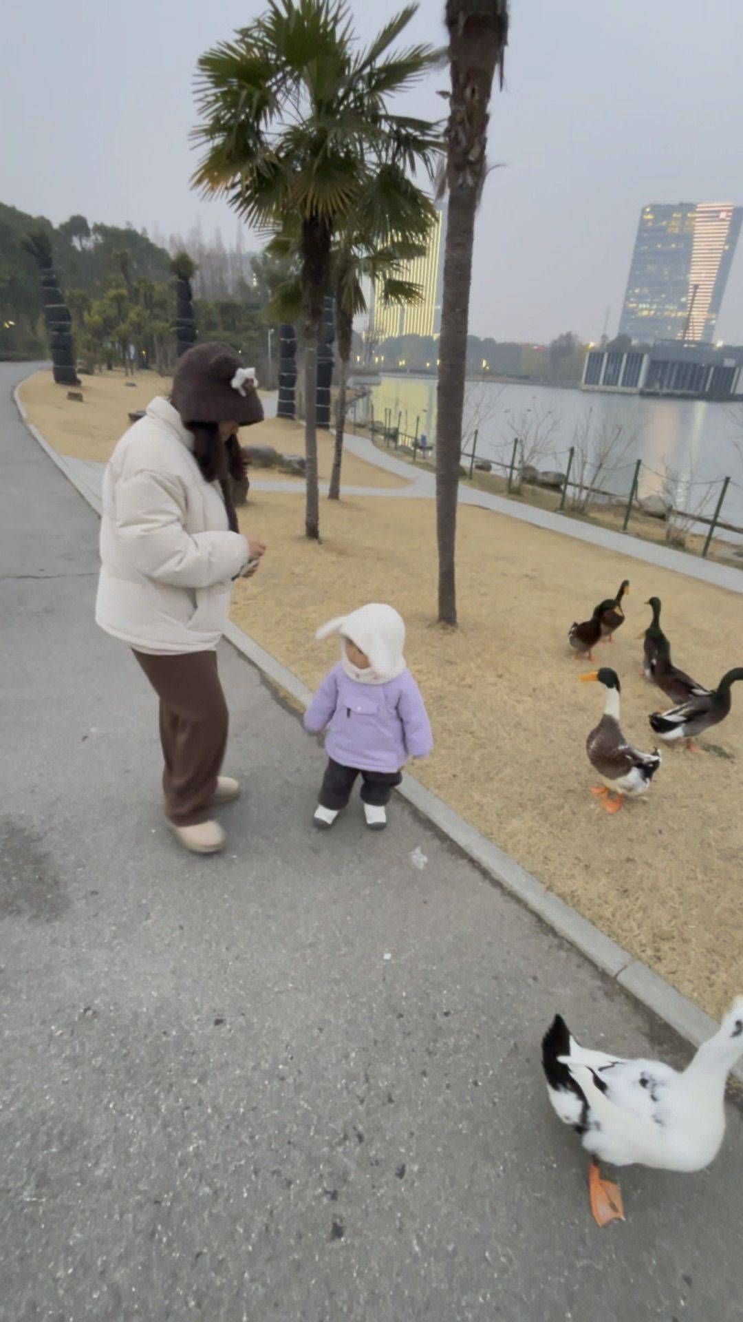 大宁公园的鸭子真肥