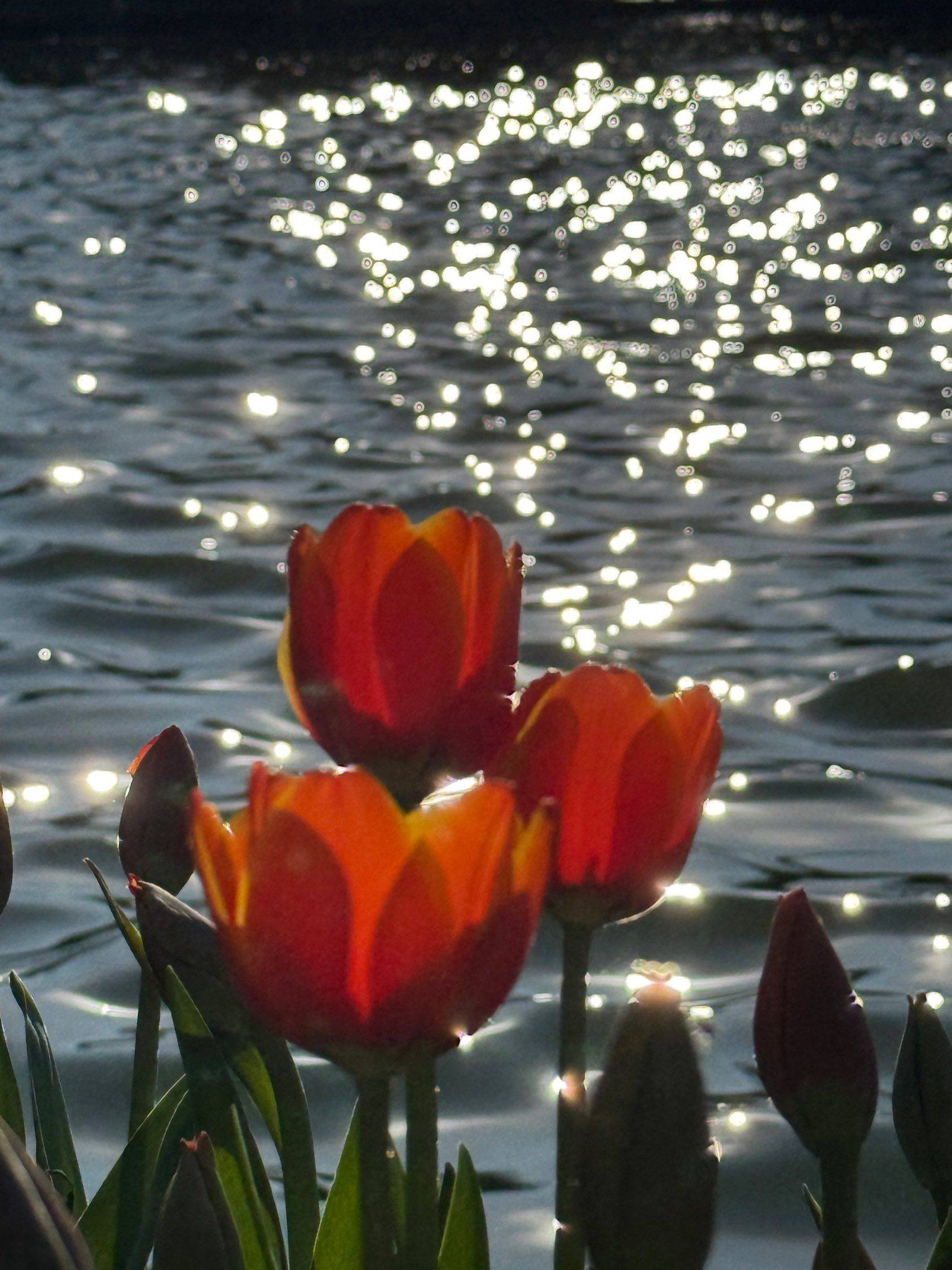 翠湖的浪漫 春日限定  花开正艳  _1