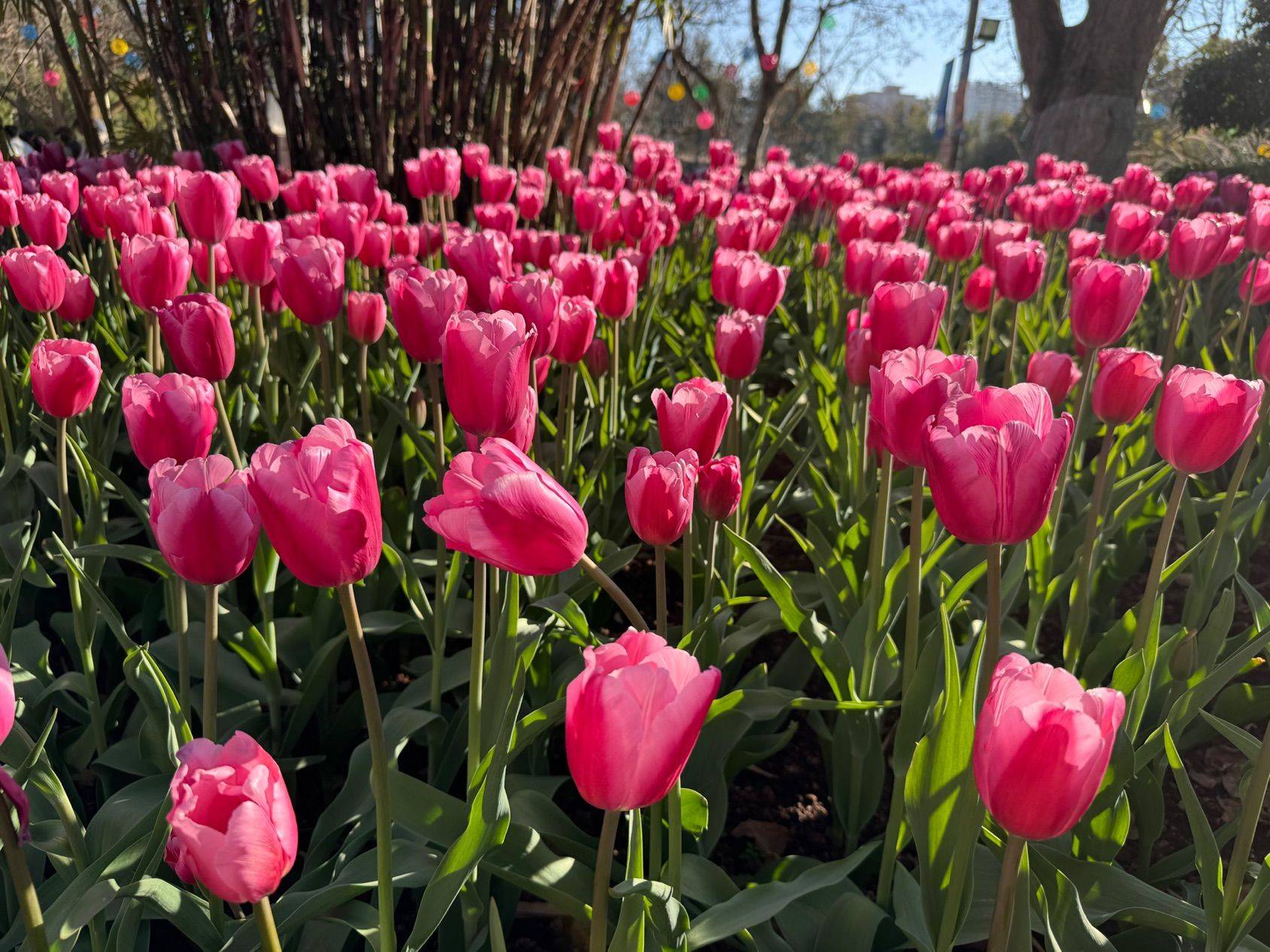 翠湖的浪漫 春日限定  花开正艳  _0