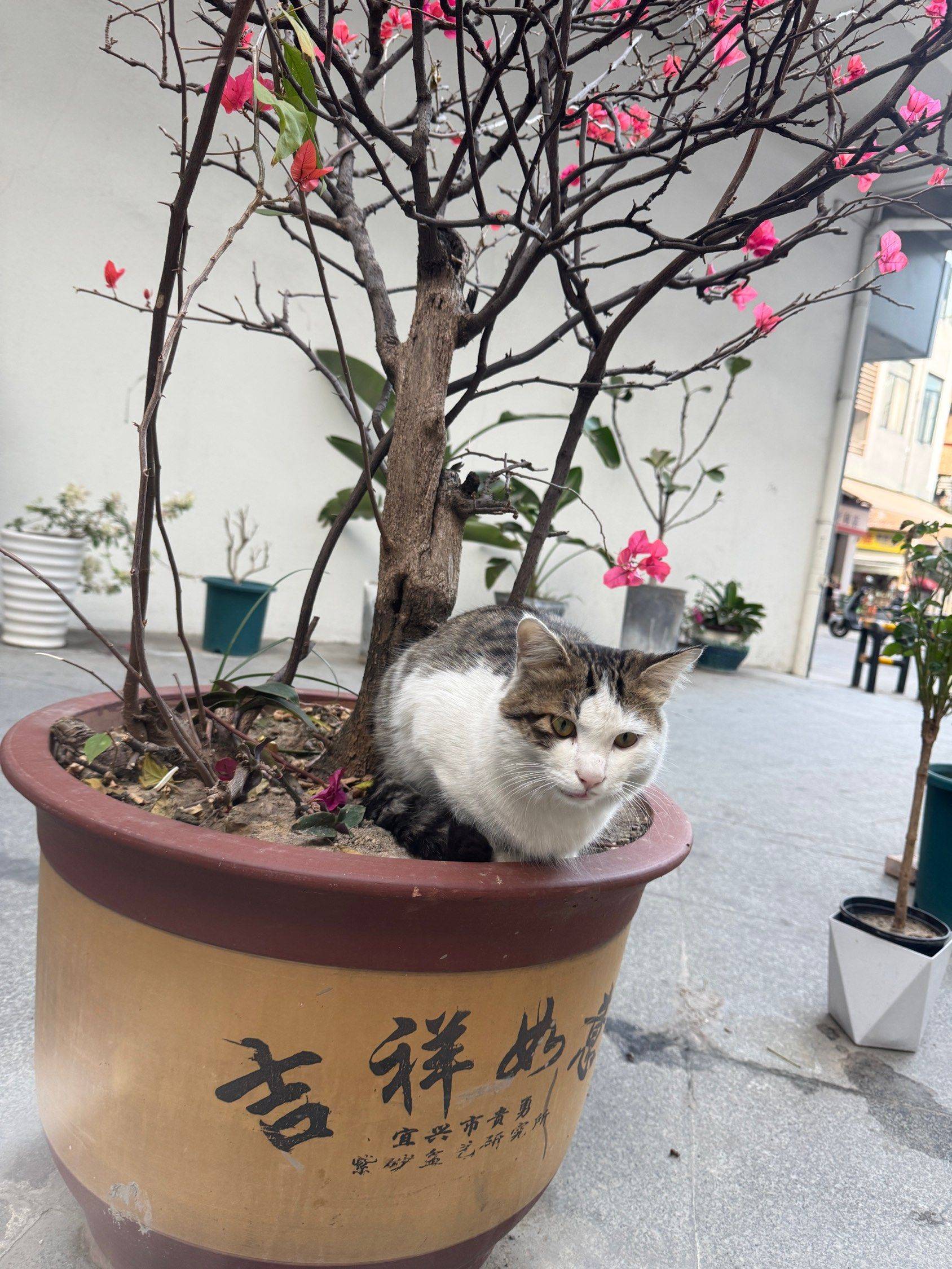 上班时的忙里偷闲～ 萌宠日常  一杯_2