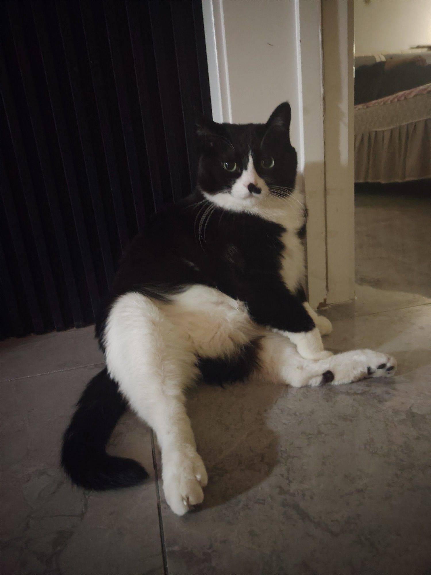  宅家日常  黑猫  白肚皮 