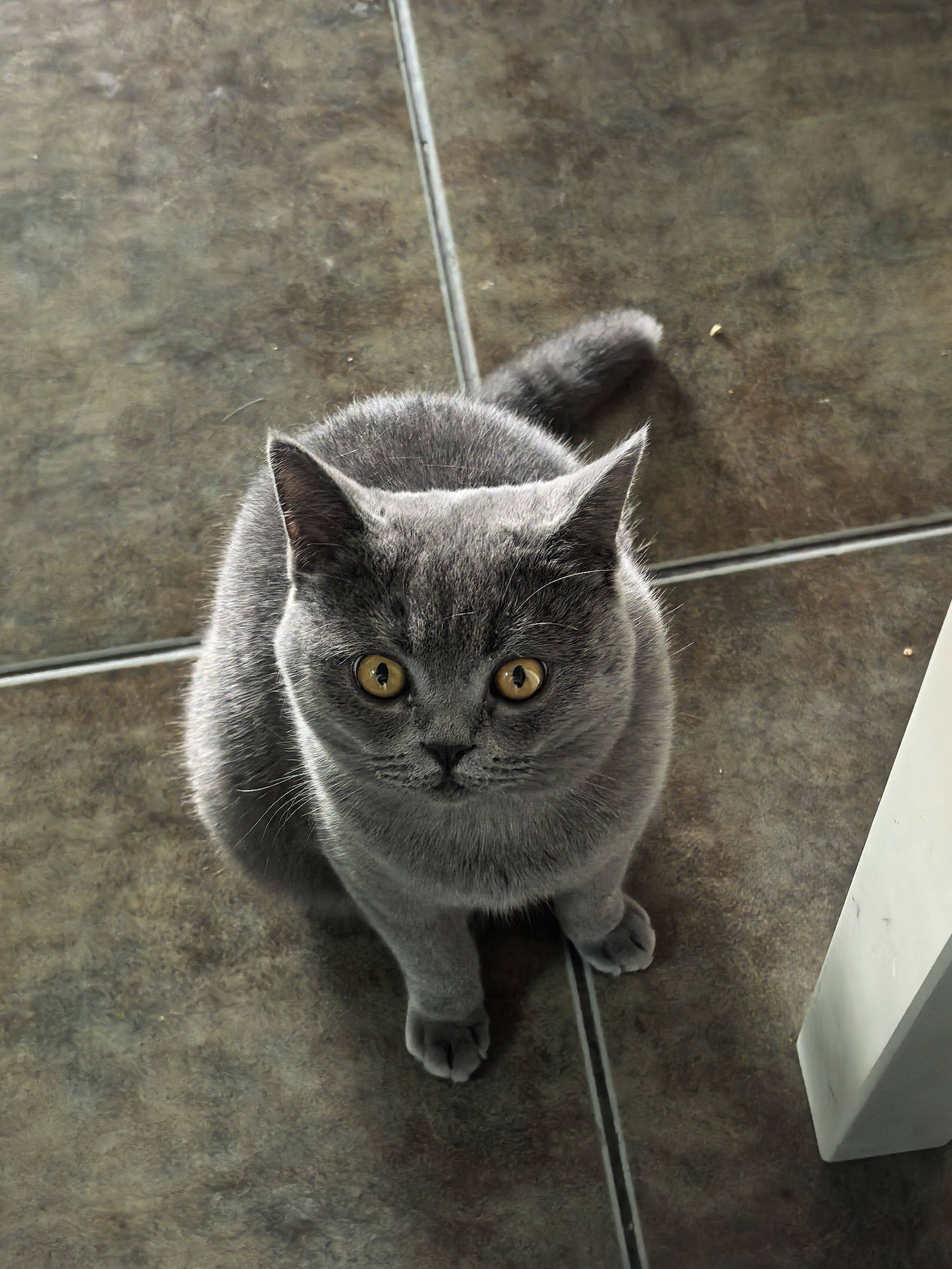  我家萌宠最可爱  宅家日常  灰