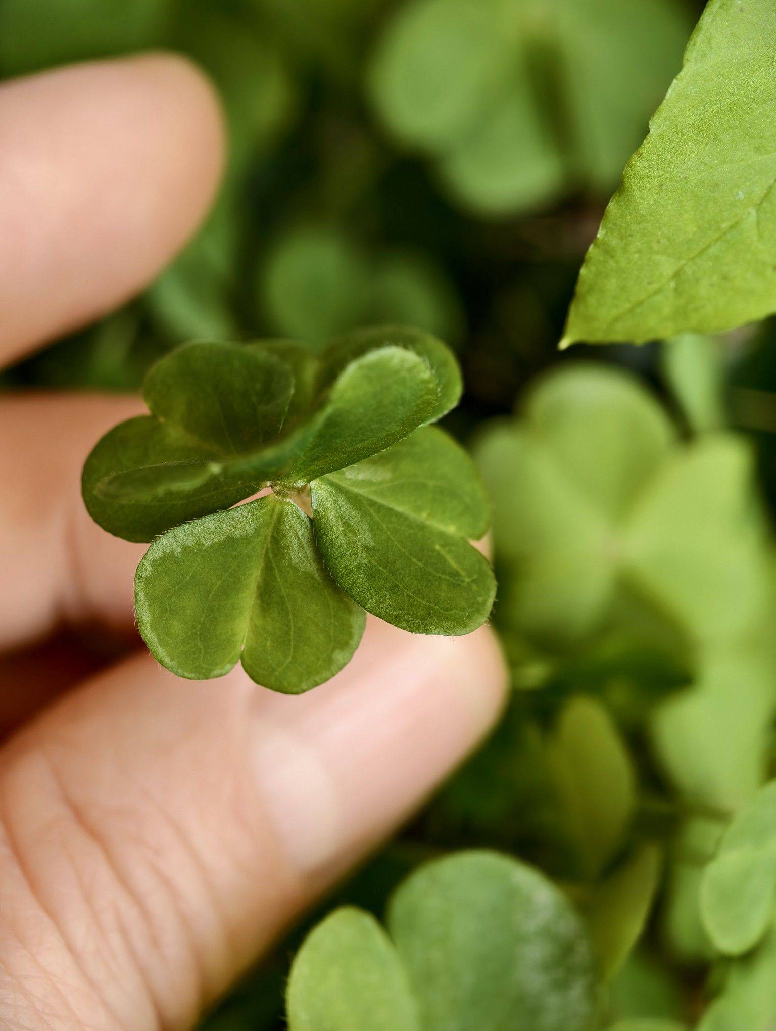 送你一株六叶草 见者好运🤘🤘🤘🤘_1