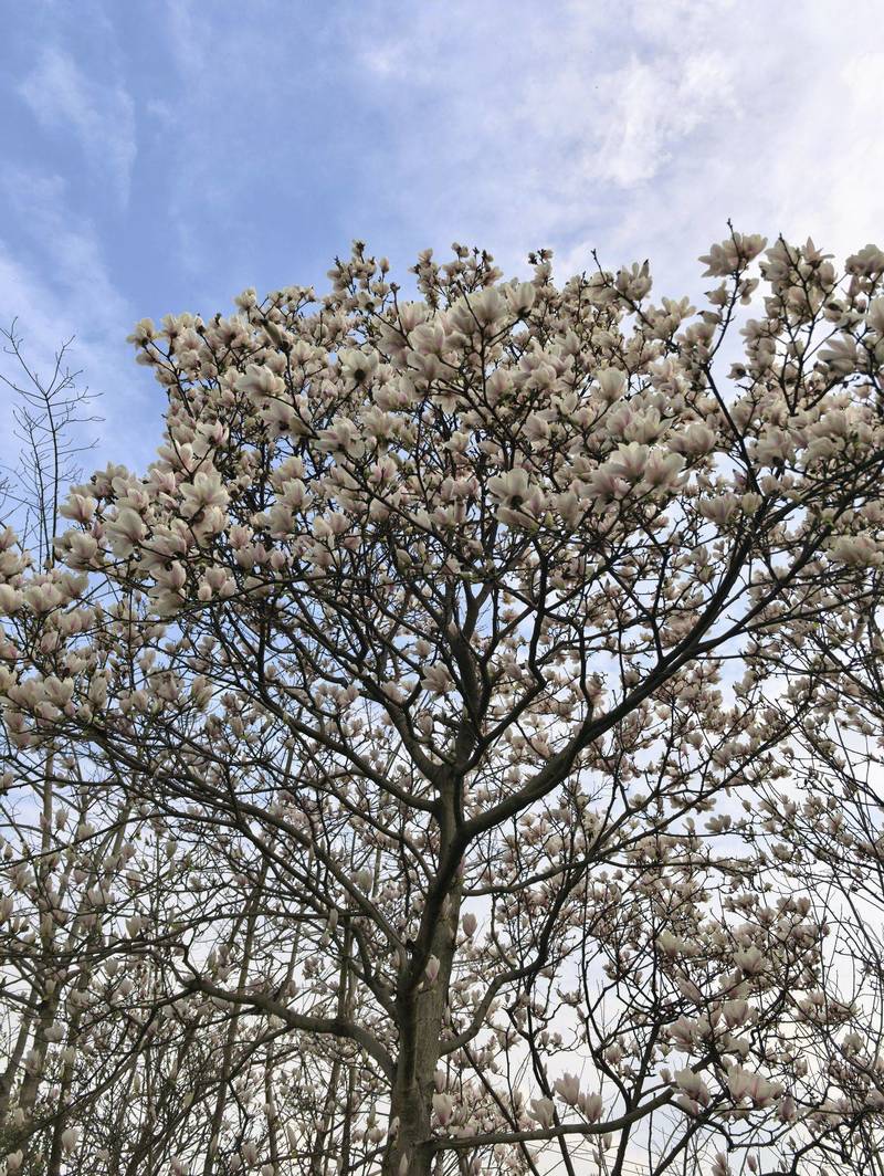抬头撞见一树玉兰🌸春天就这样撞进了心里