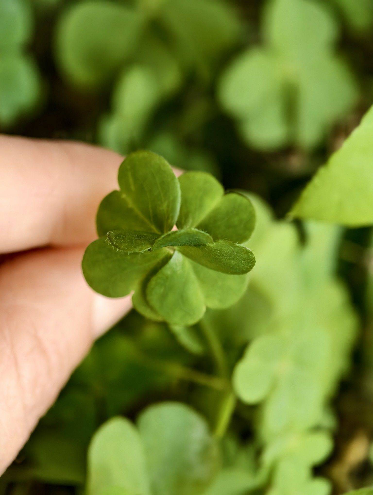 送你一株六叶草 见者好运🤘🤘🤘🤘