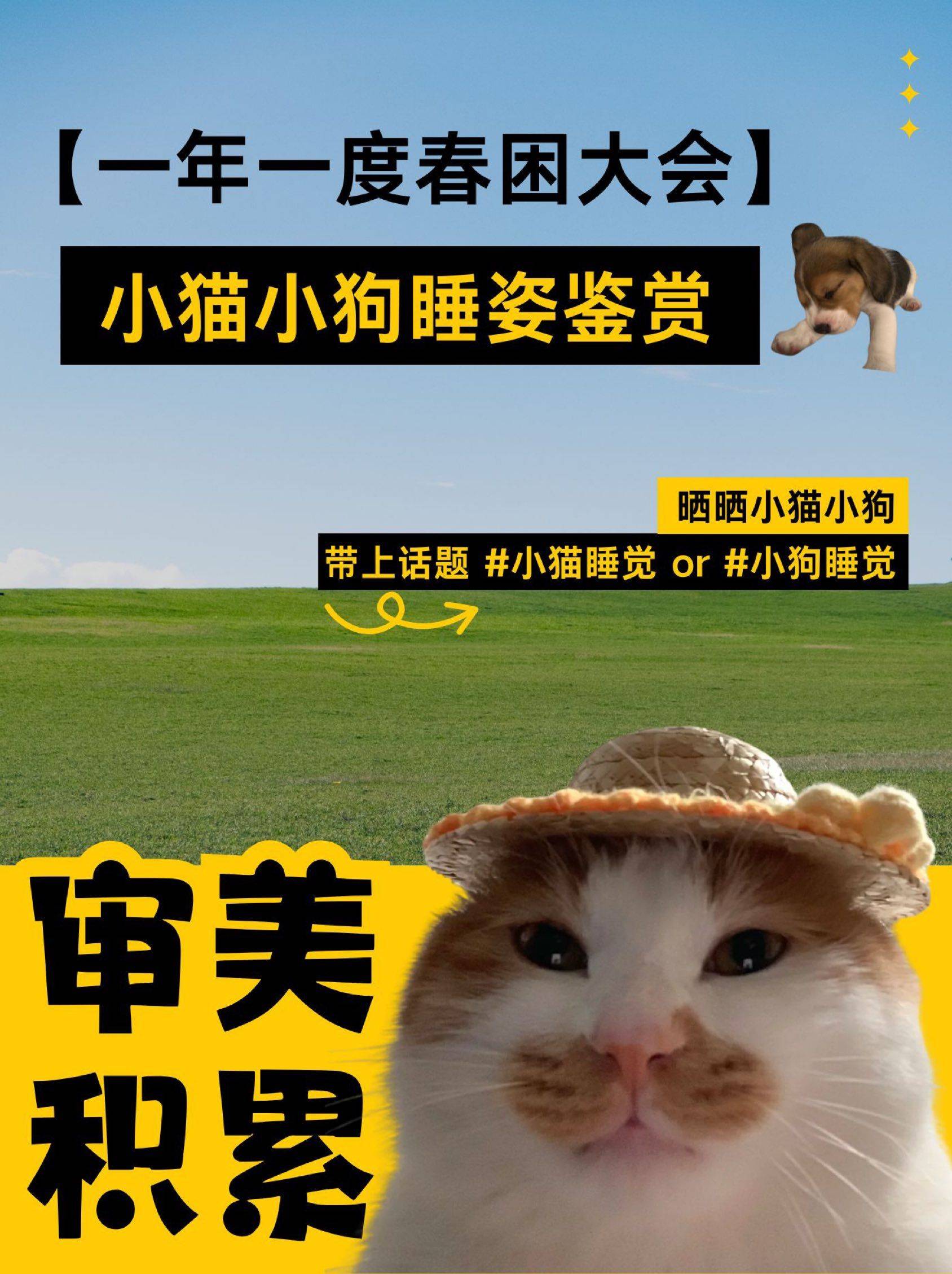 小猫小狗睡姿审美积累