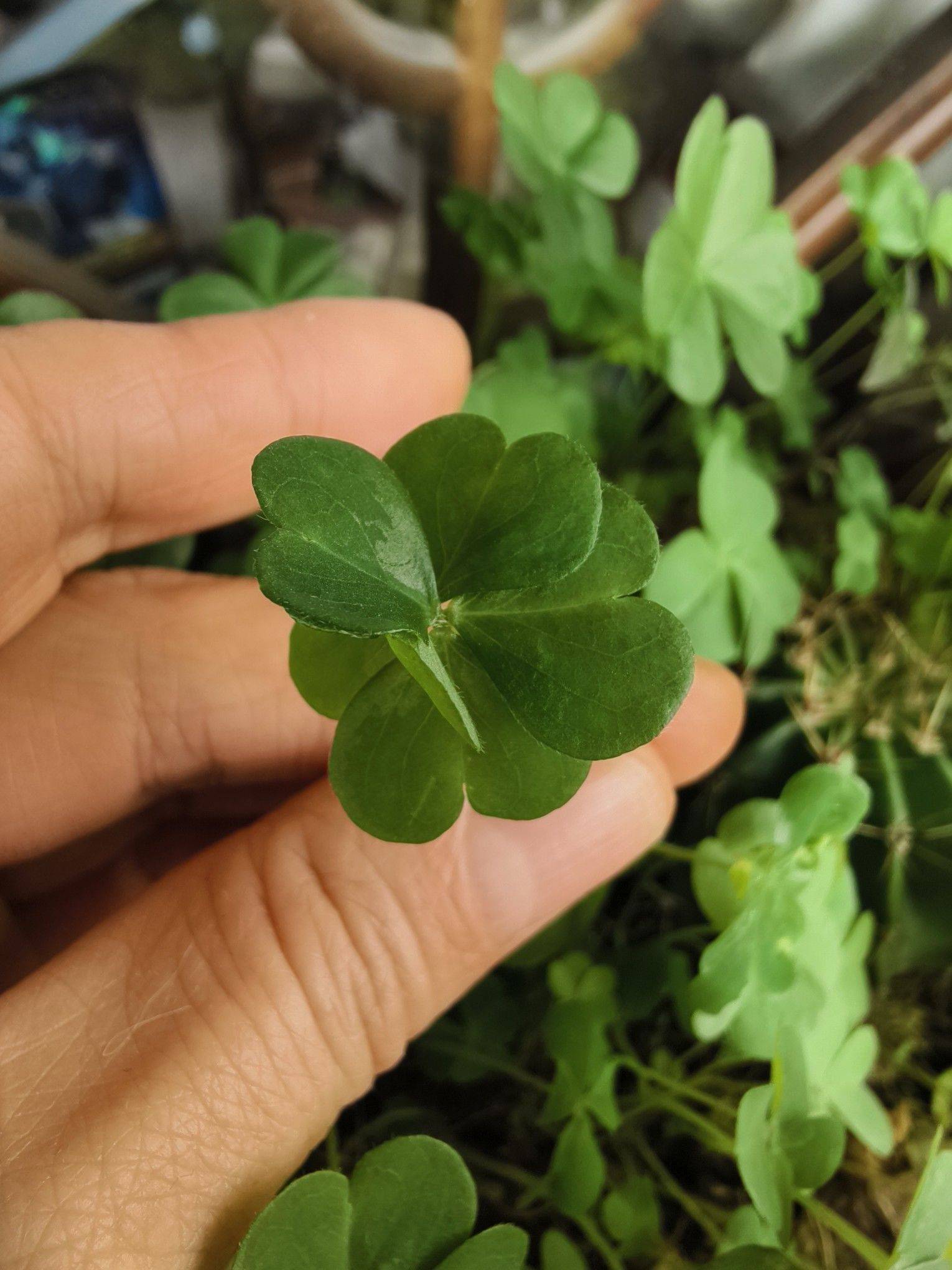 送你一株六叶草 见者好运🤘🤘🤘🤘_2