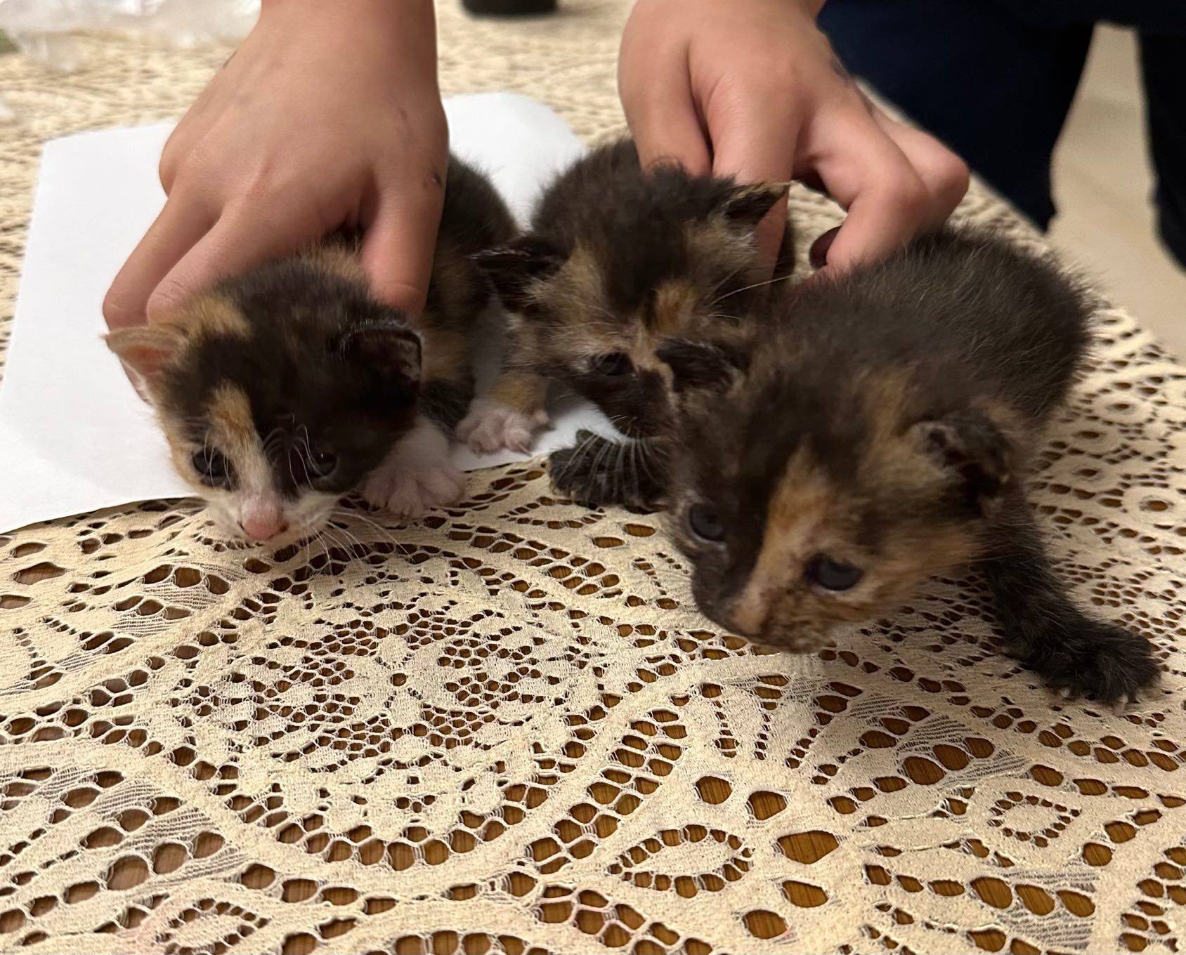 小区楼下捡到三只小奶猫 无偿领养