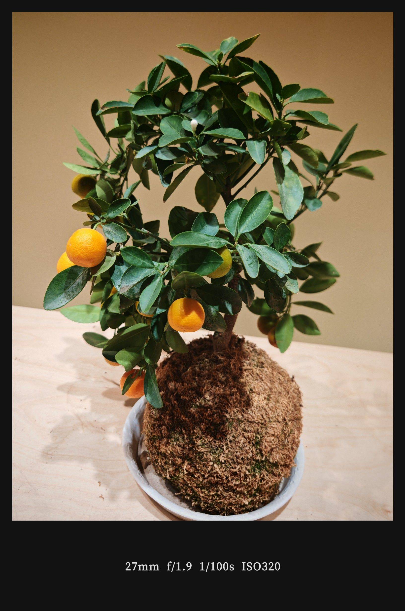  宅家日常  小鸟躲窝  我家萌宠_2