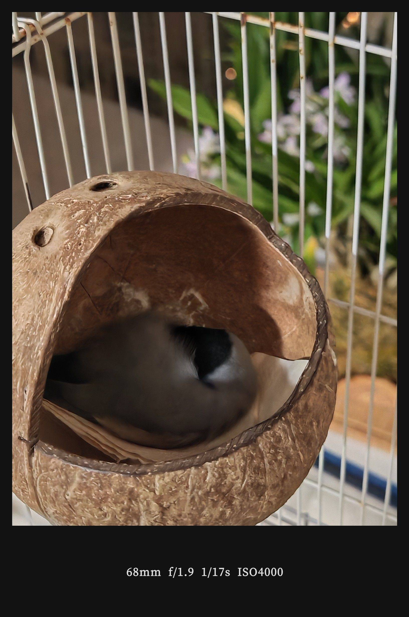  宅家日常  小鸟躲窝  我家萌宠_0