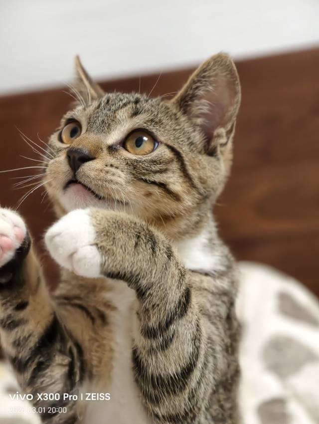 明明是猫德天花板，却被无情弃养，兄弟分离_3