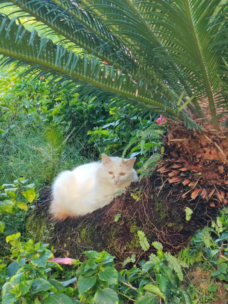 🐱