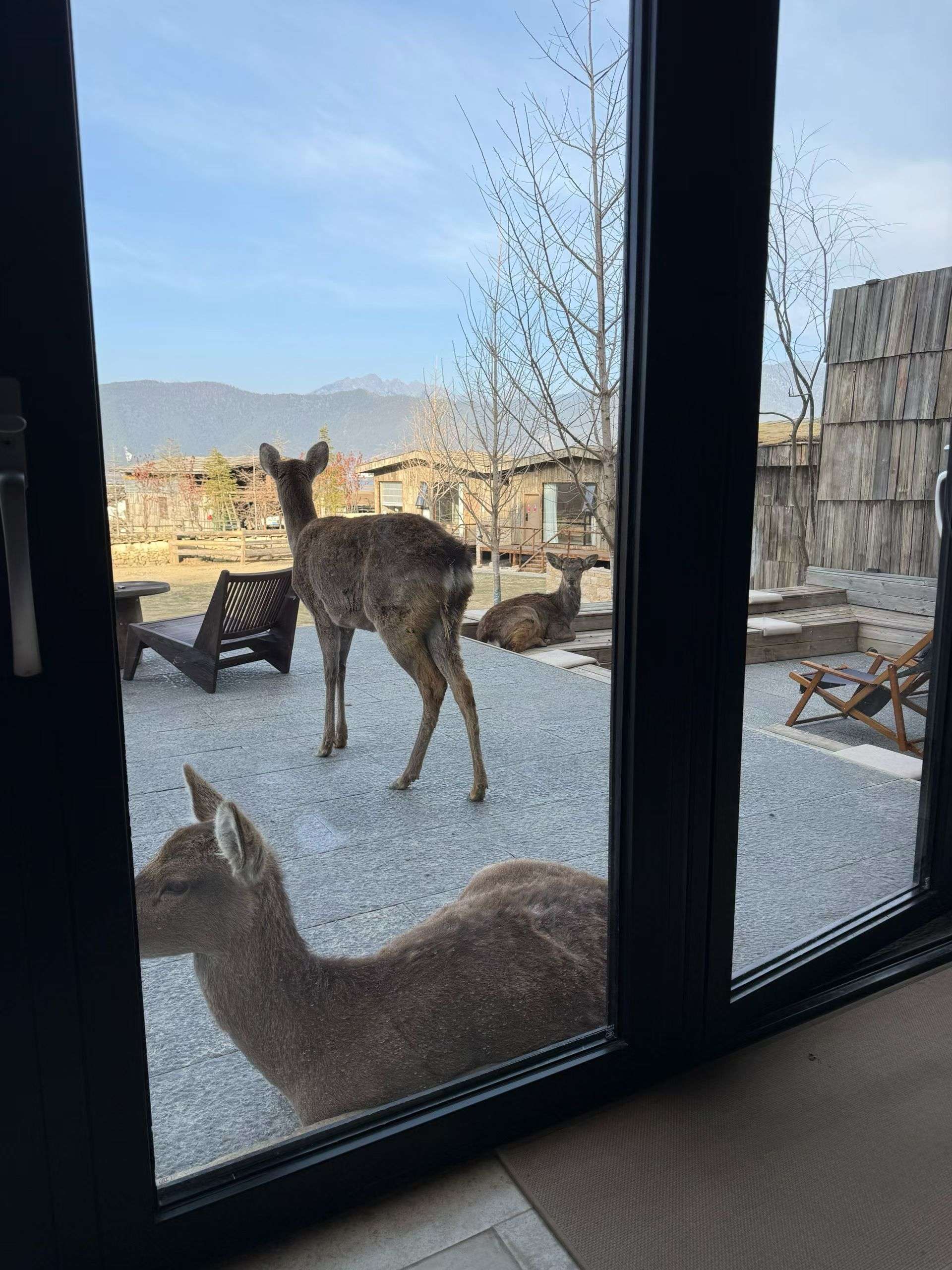  漫步大自然  小鹿  好奇张望 _4