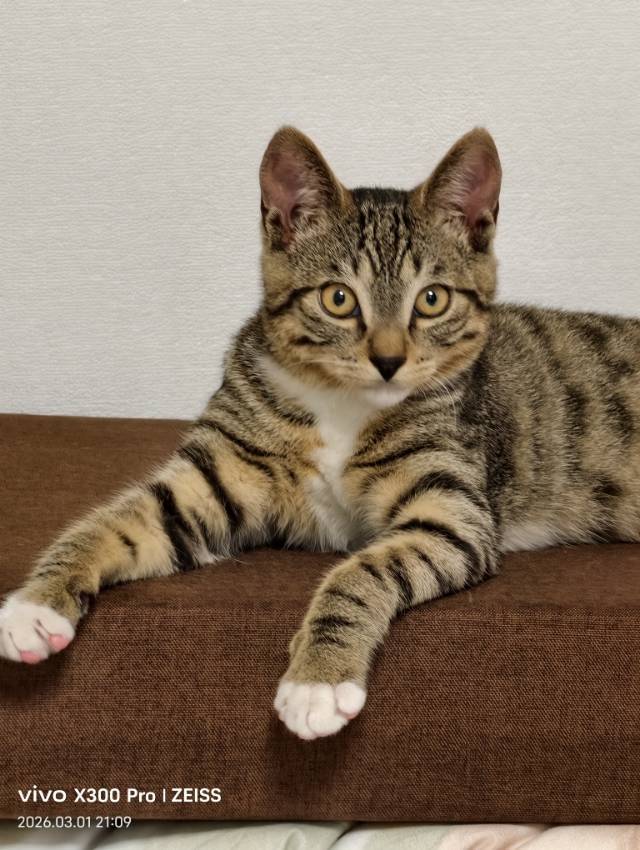 明明是猫德天花板，却被无情弃养，兄弟分离_4