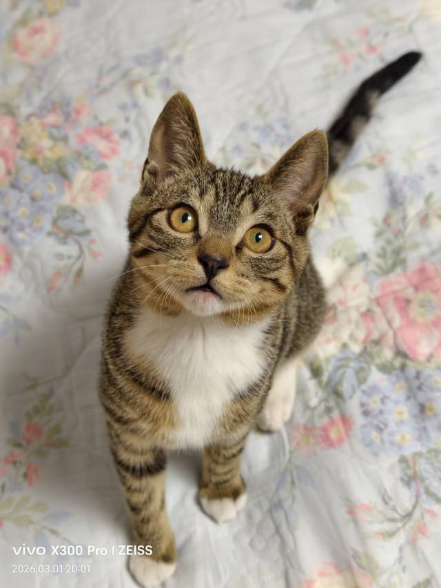 明明是猫德天花板，却被无情弃养，兄弟分离