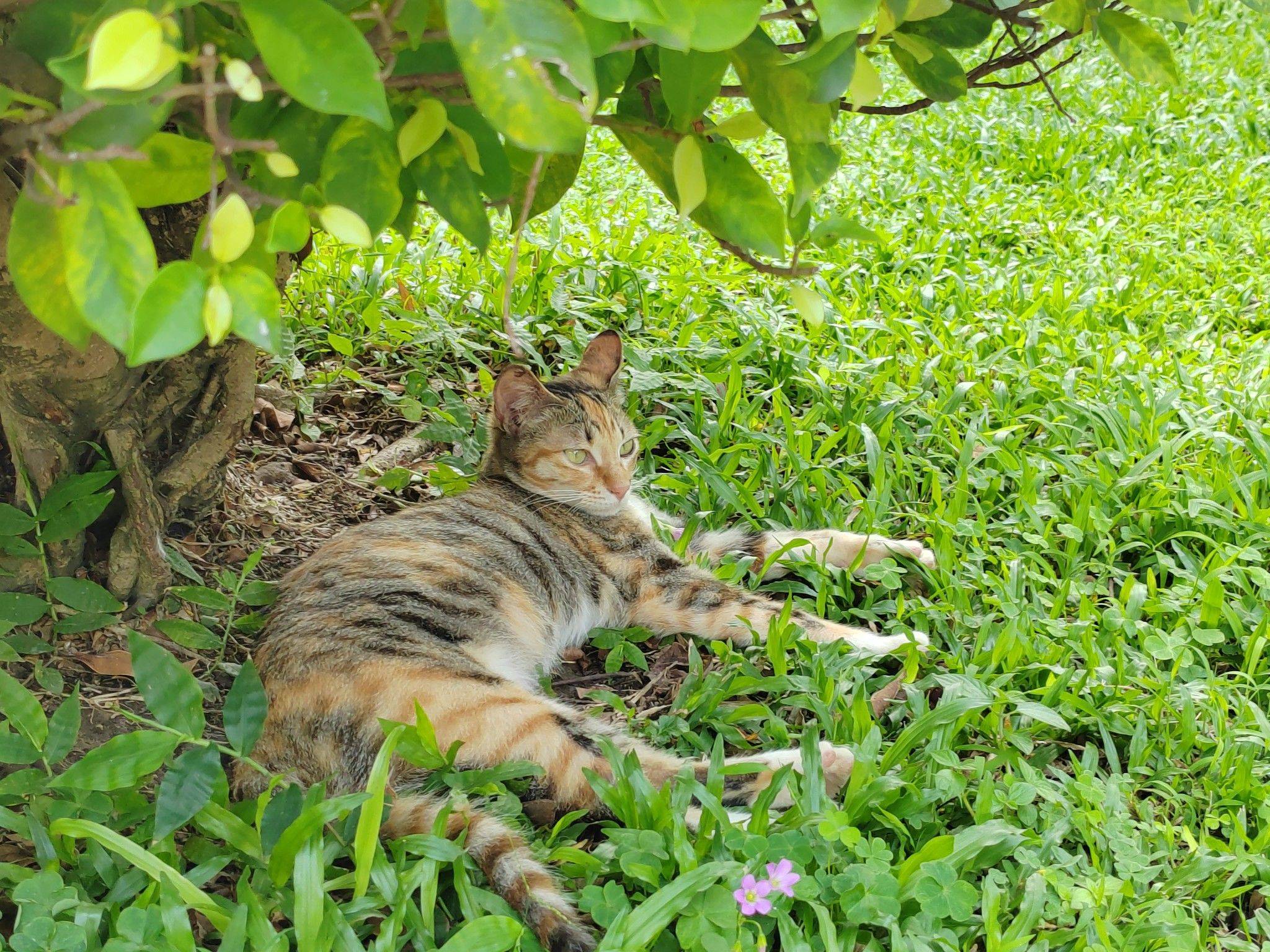 🐱_3