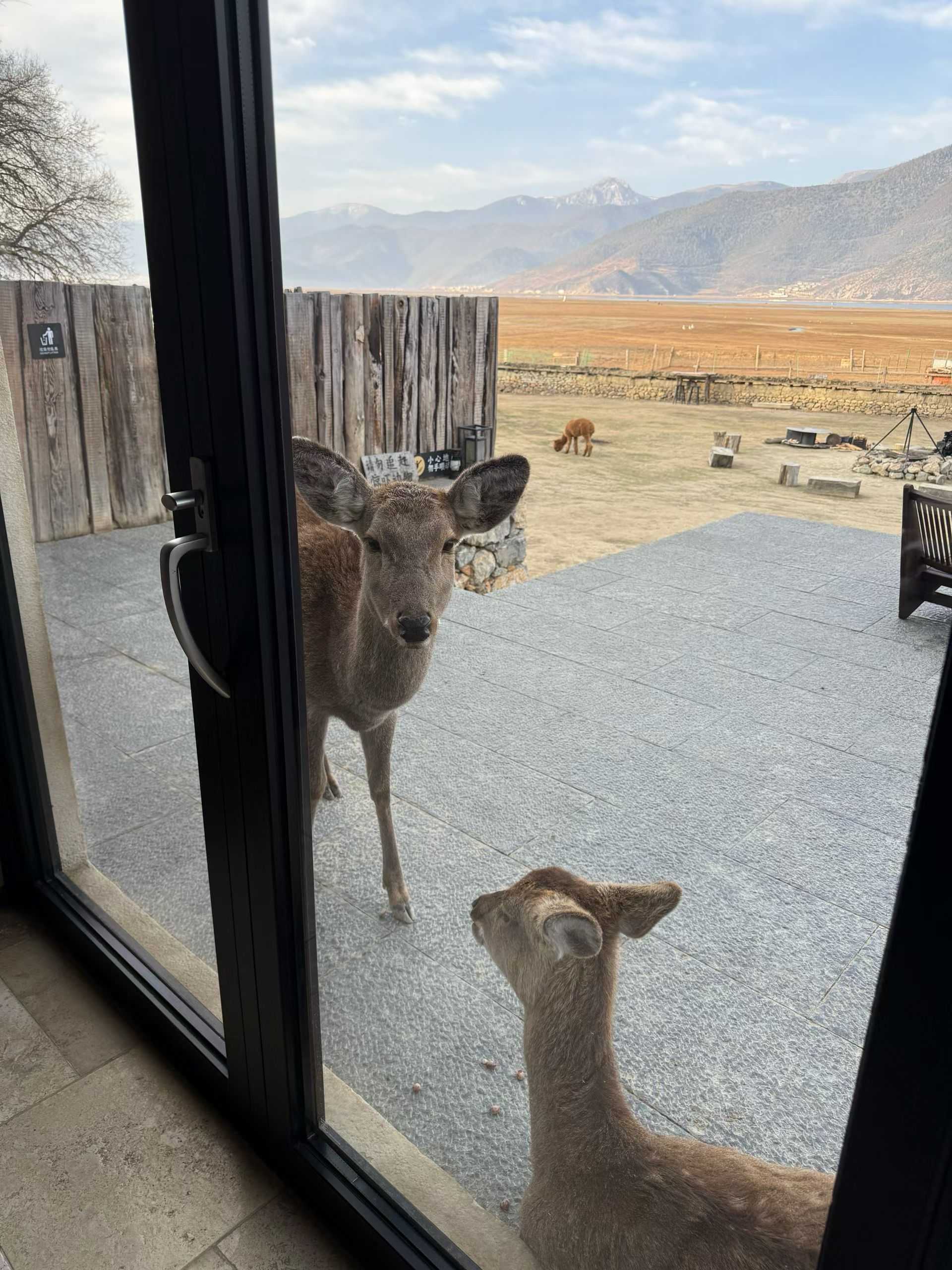  漫步大自然  小鹿  好奇张望 _3