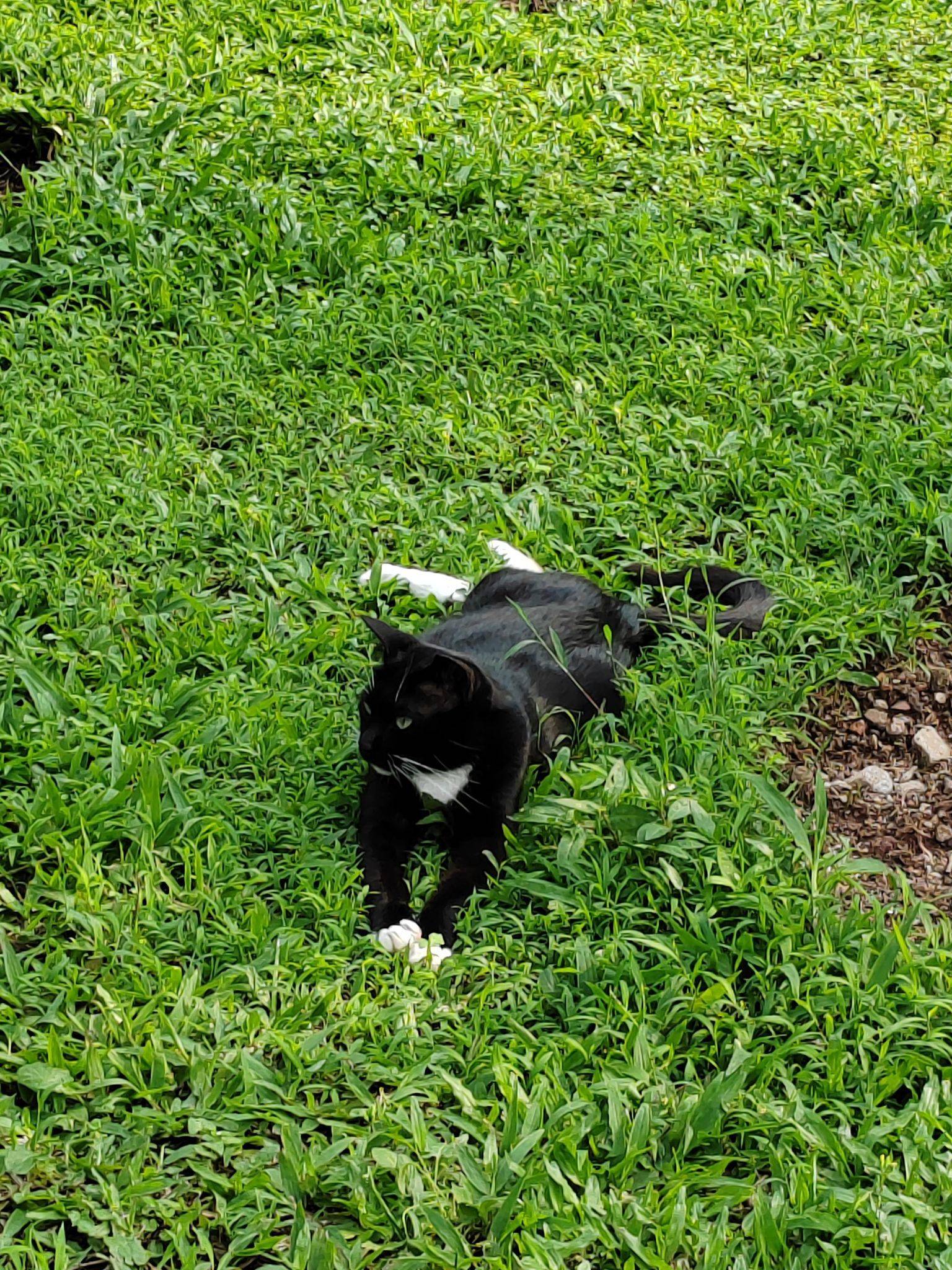 🐱_2