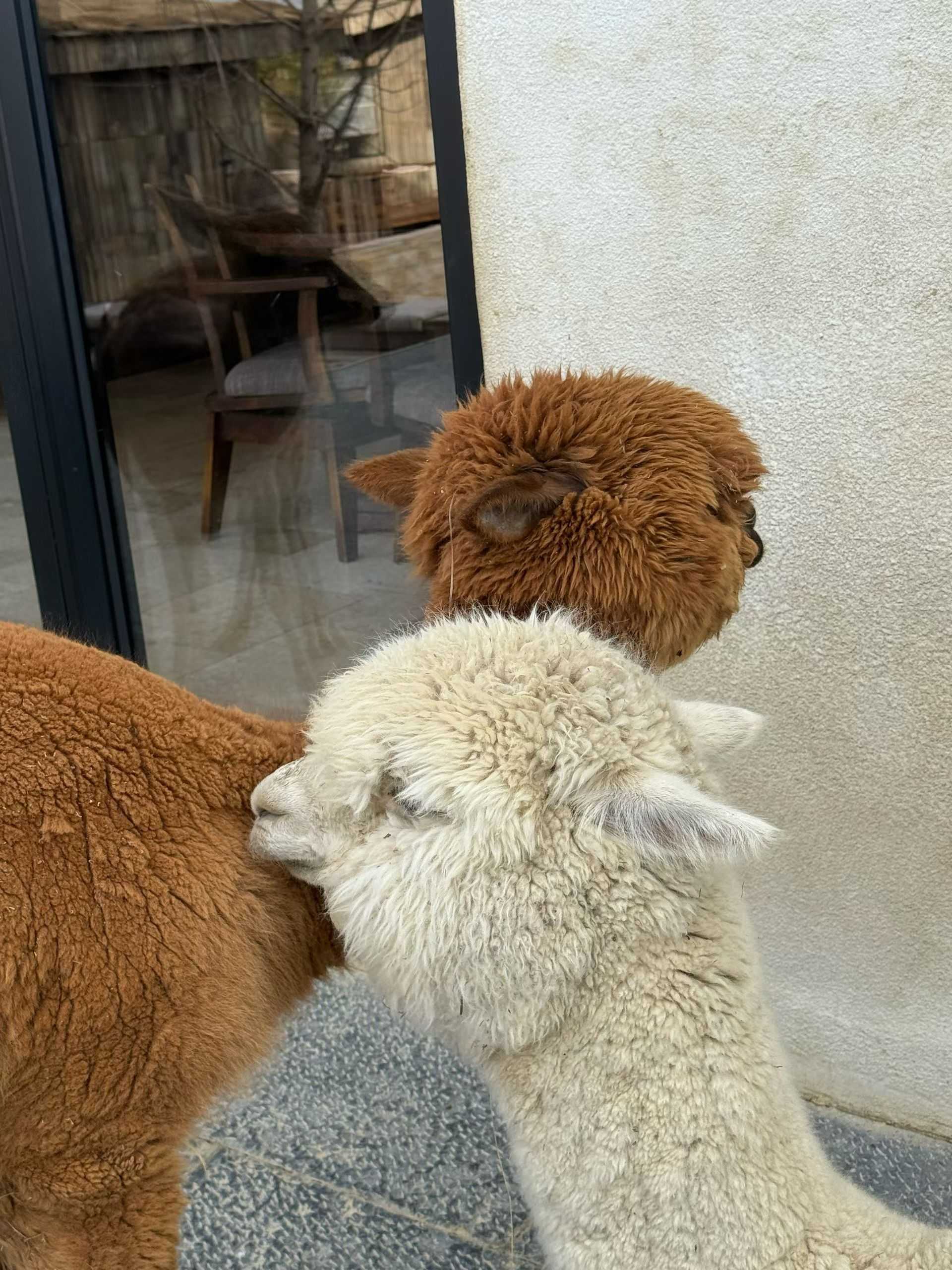  漫步大自然  小鹿  好奇张望 _1