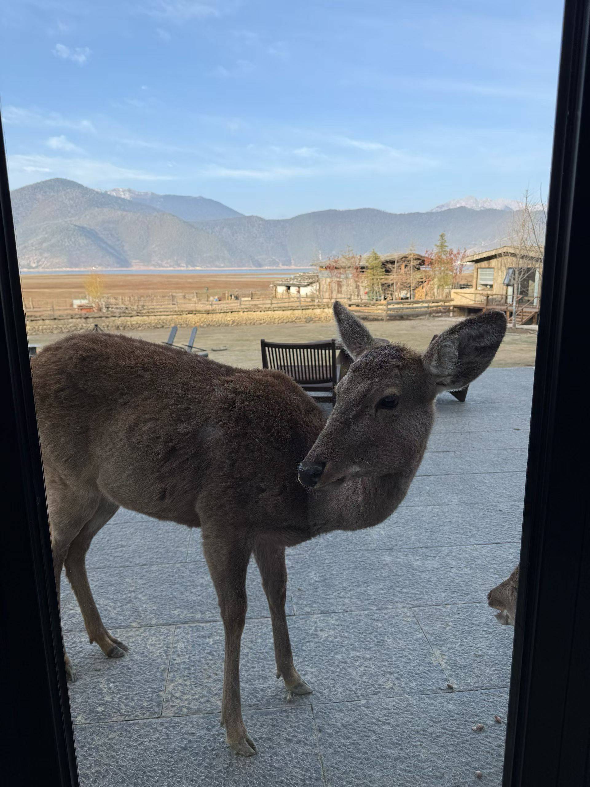  漫步大自然  小鹿  好奇张望 