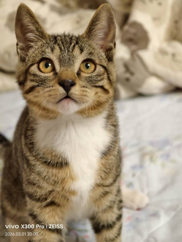 明明是猫德天花板，却被无情弃养，兄弟分离_2