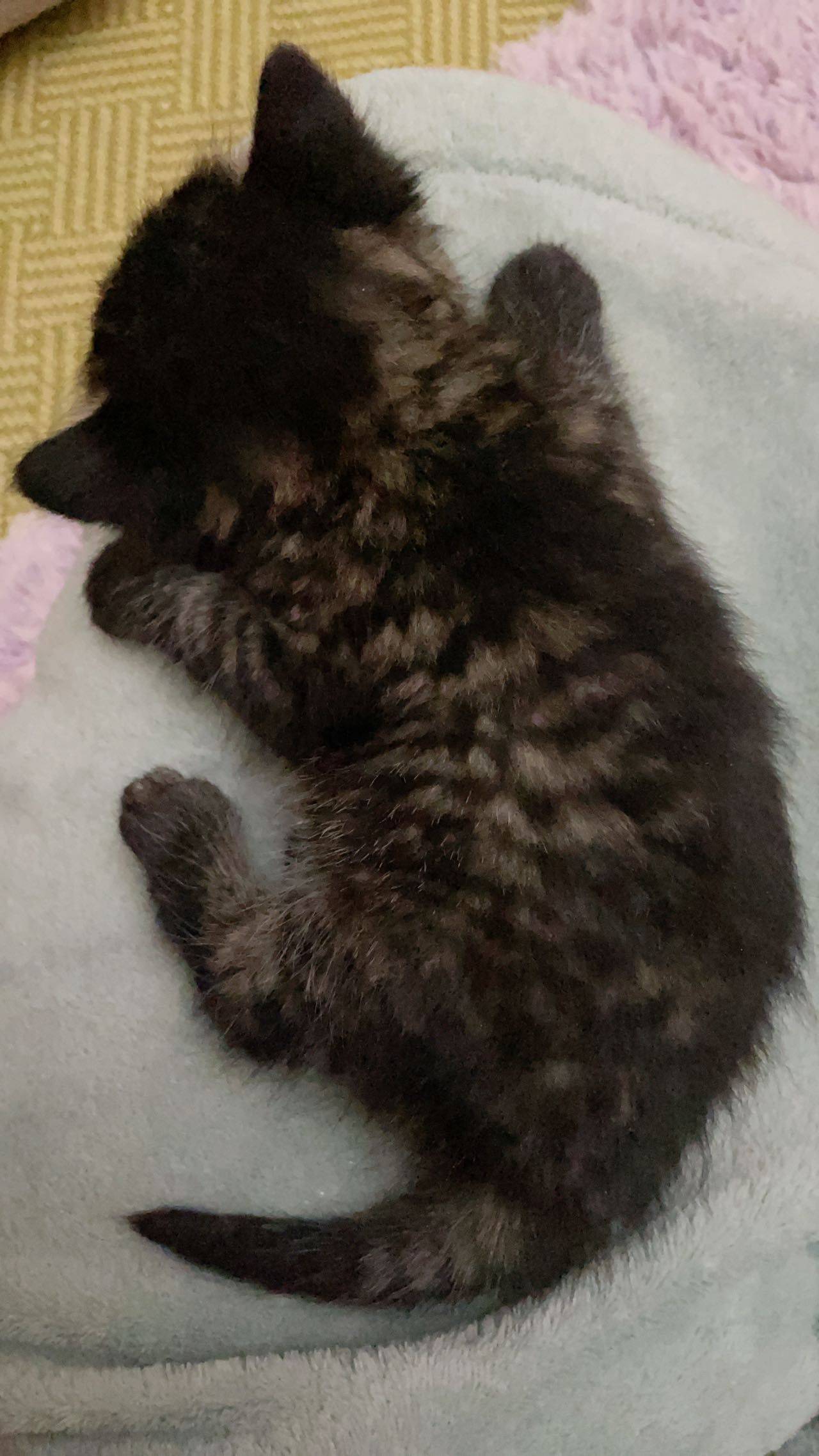 报恩小弟 达达_4