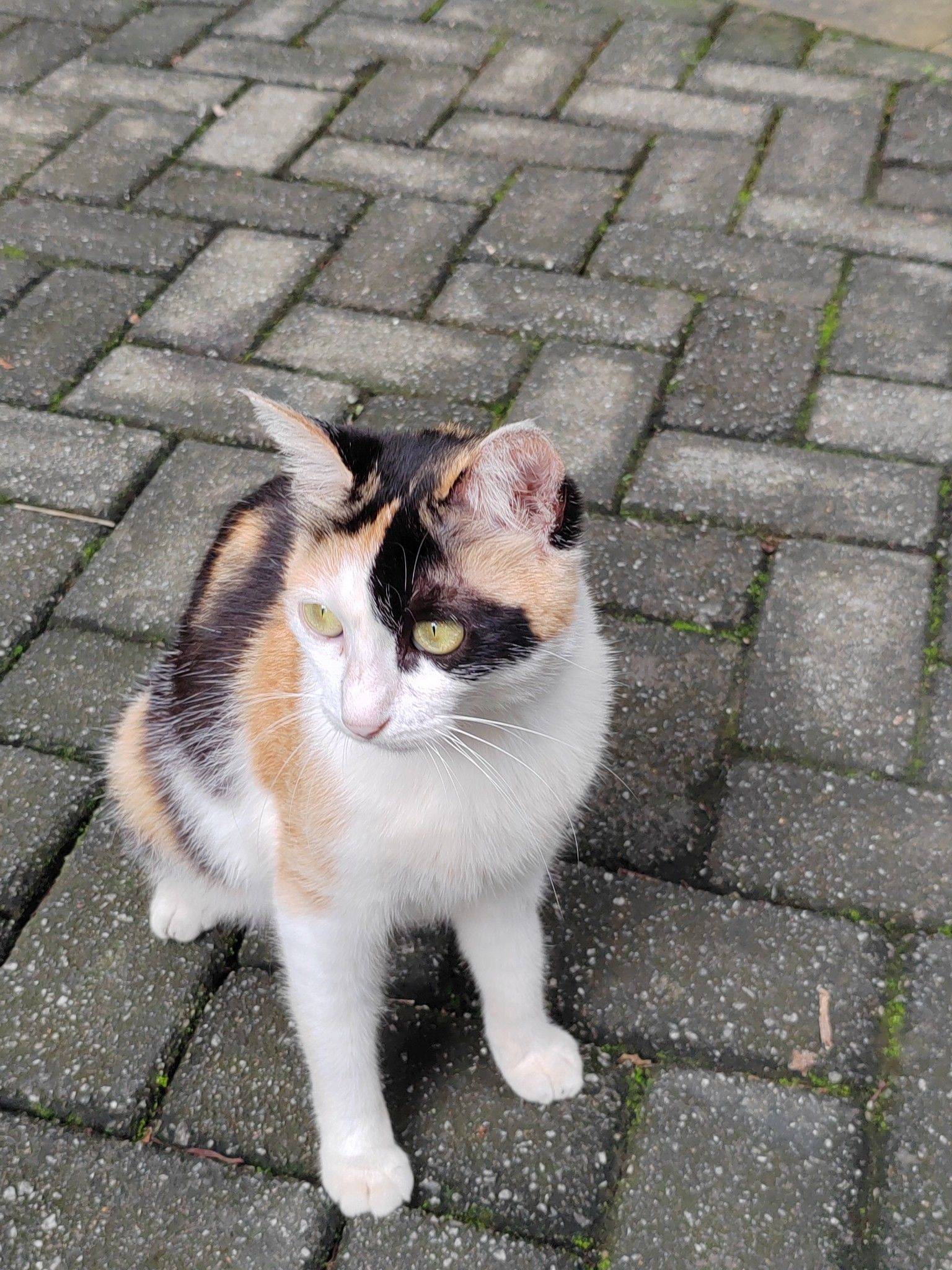 🐱_1