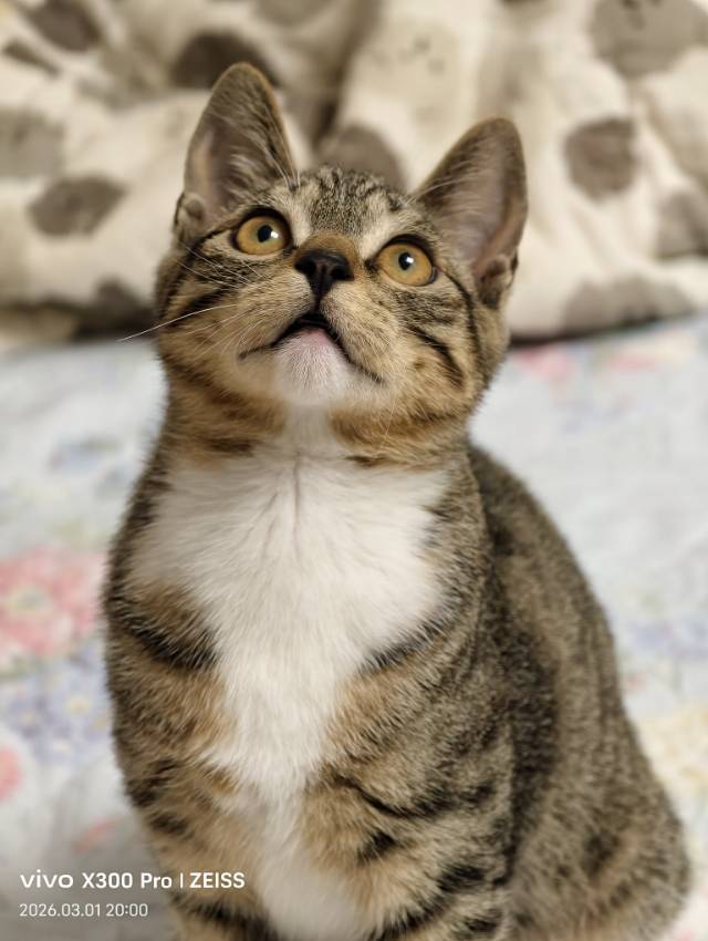 明明是猫德天花板，却被无情弃养，兄弟分离_1