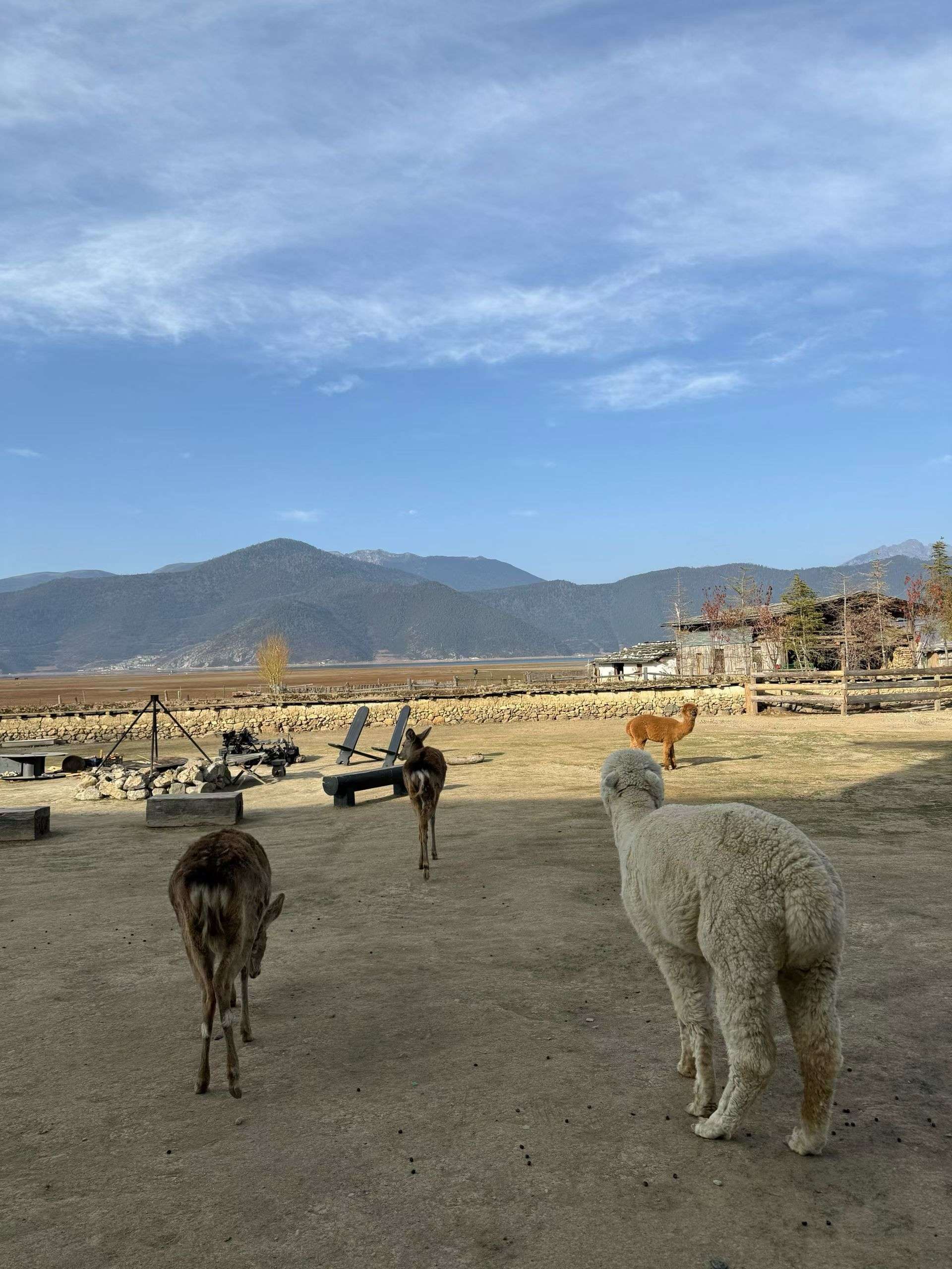  漫步大自然  小鹿  好奇张望 _2