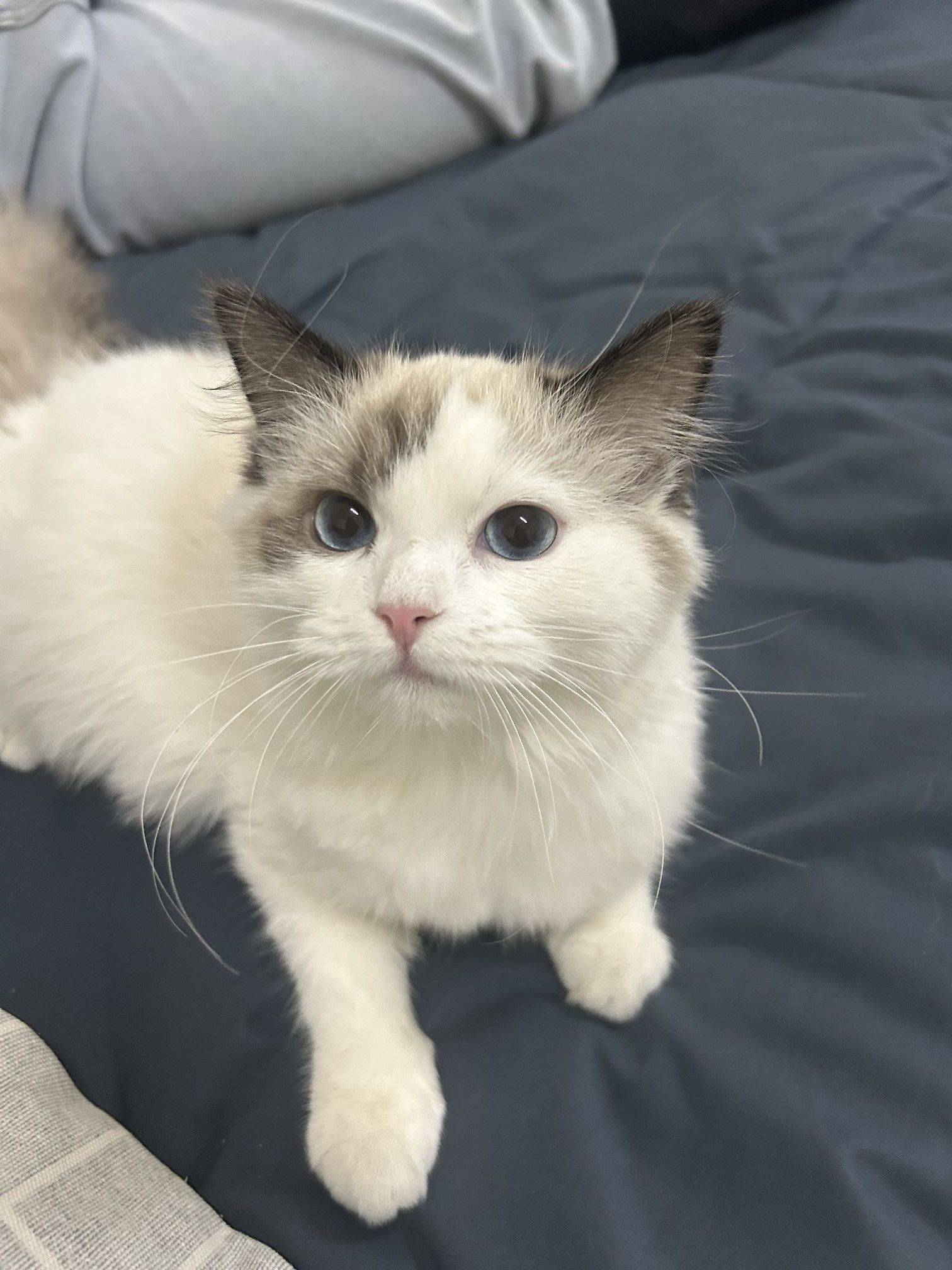 曾经养过的小布偶