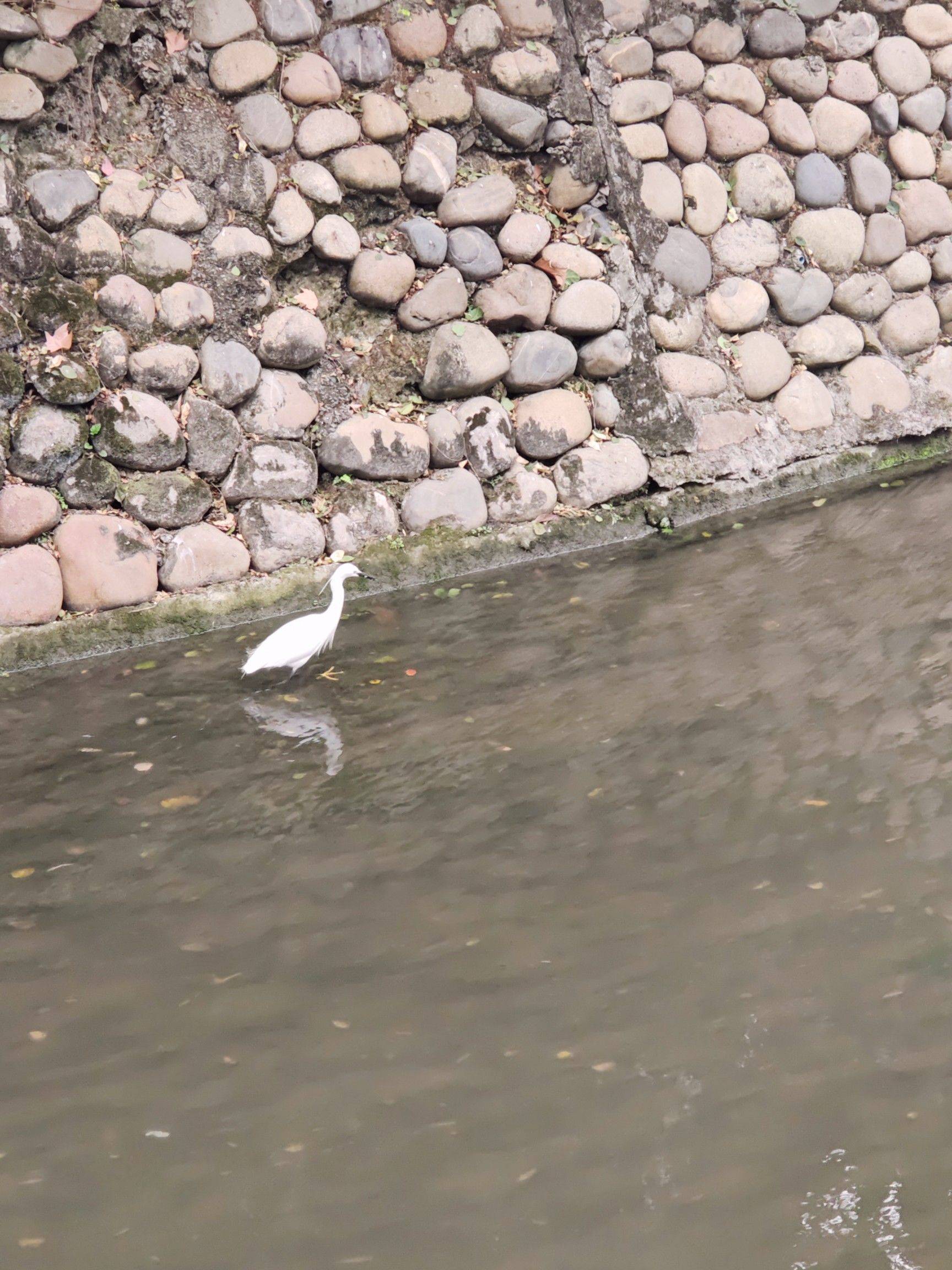 成都的生态也挺好的